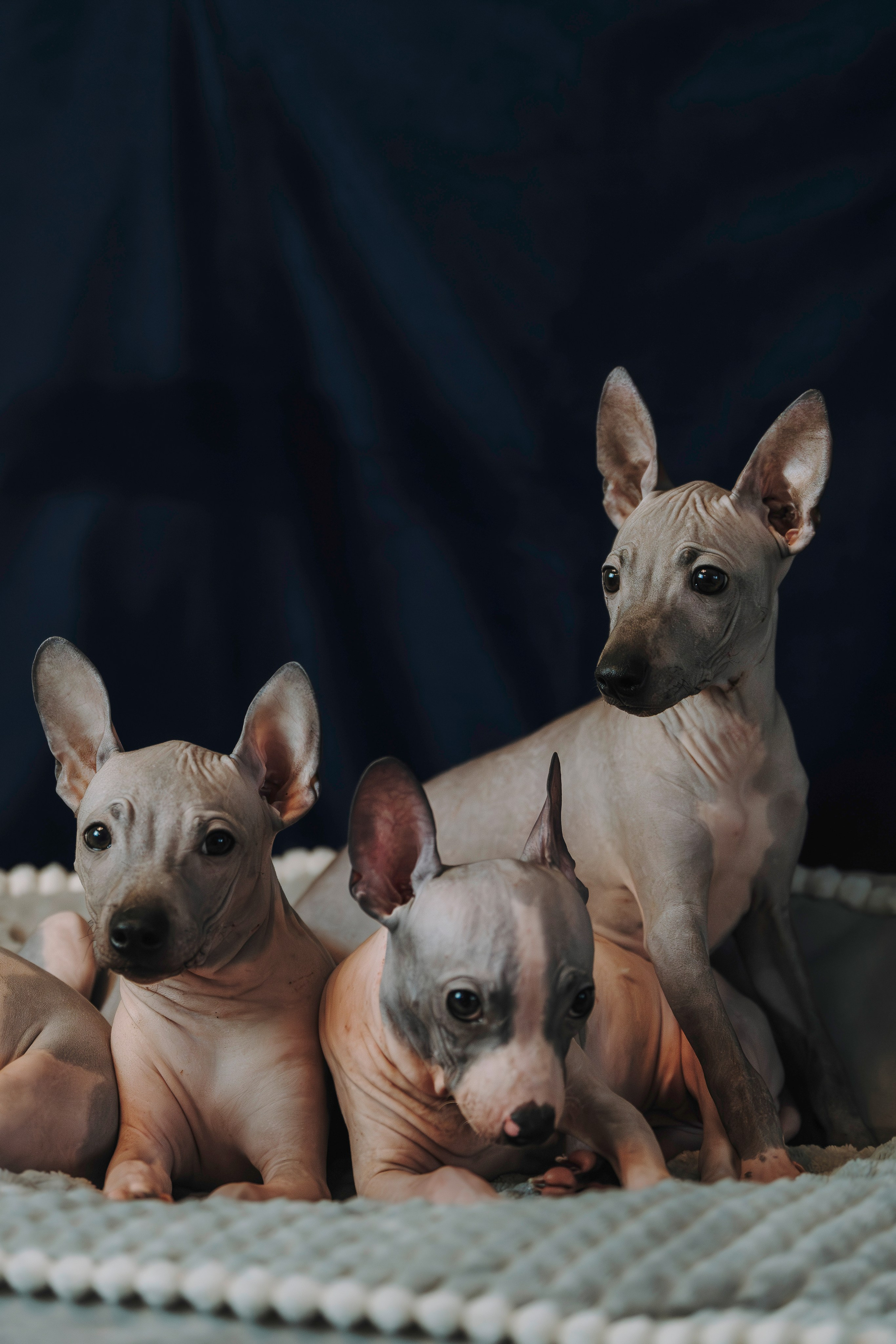 Малыши американского голого терьера. Фотограф анималист в Спб недорого Олеся Майорова