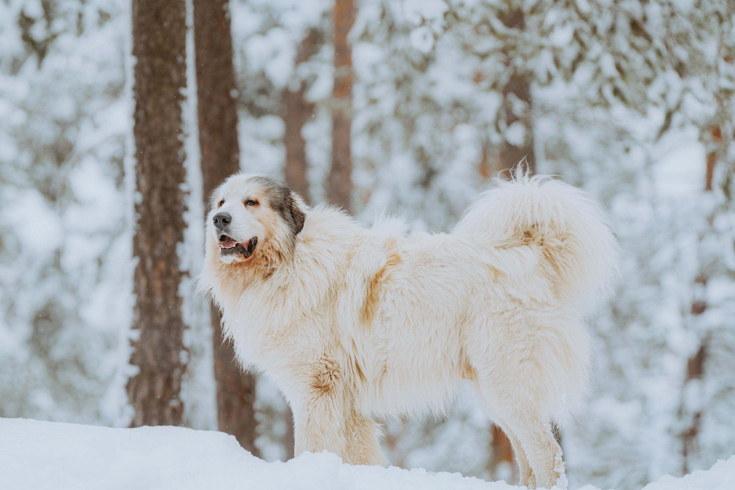 Фотограф питомцев в Санкт-Петербурге. Фотограф анималист в Спб недорого Олеся Майорова