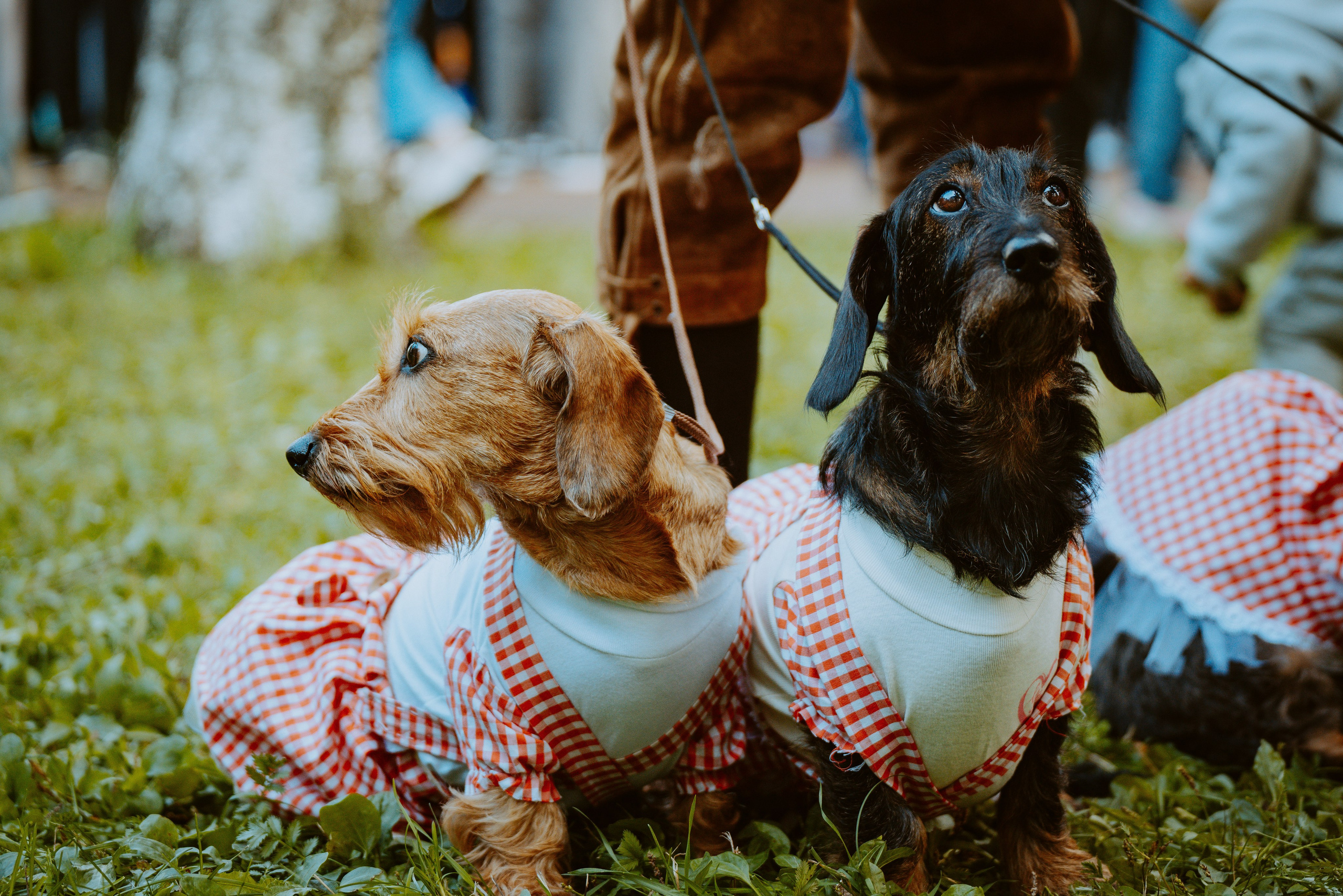 Такспарад. Фотограф анималист в Спб недорого Олеся Майорова