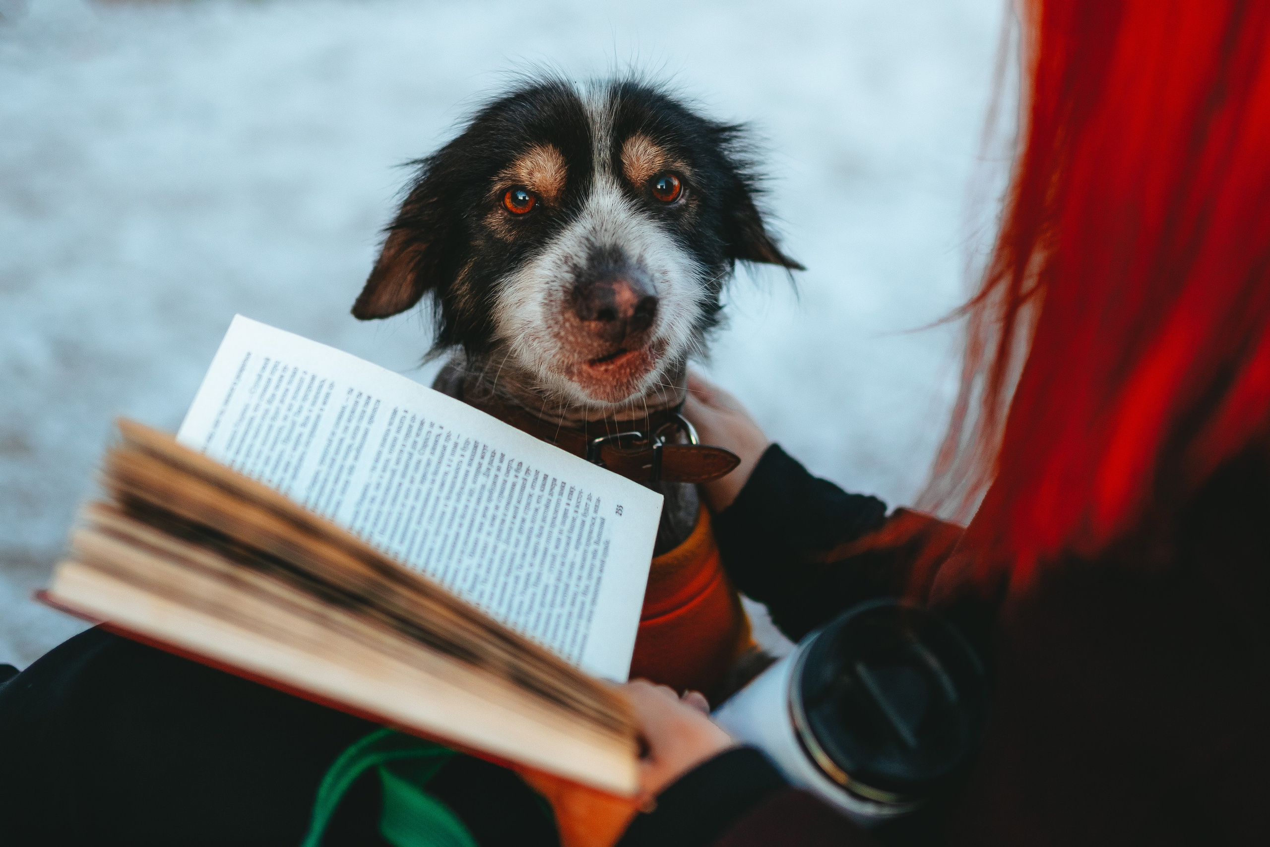 Творческая фотосессия фотографа анималиста. Фотограф анималист в Спб недорого Олеся Майорова