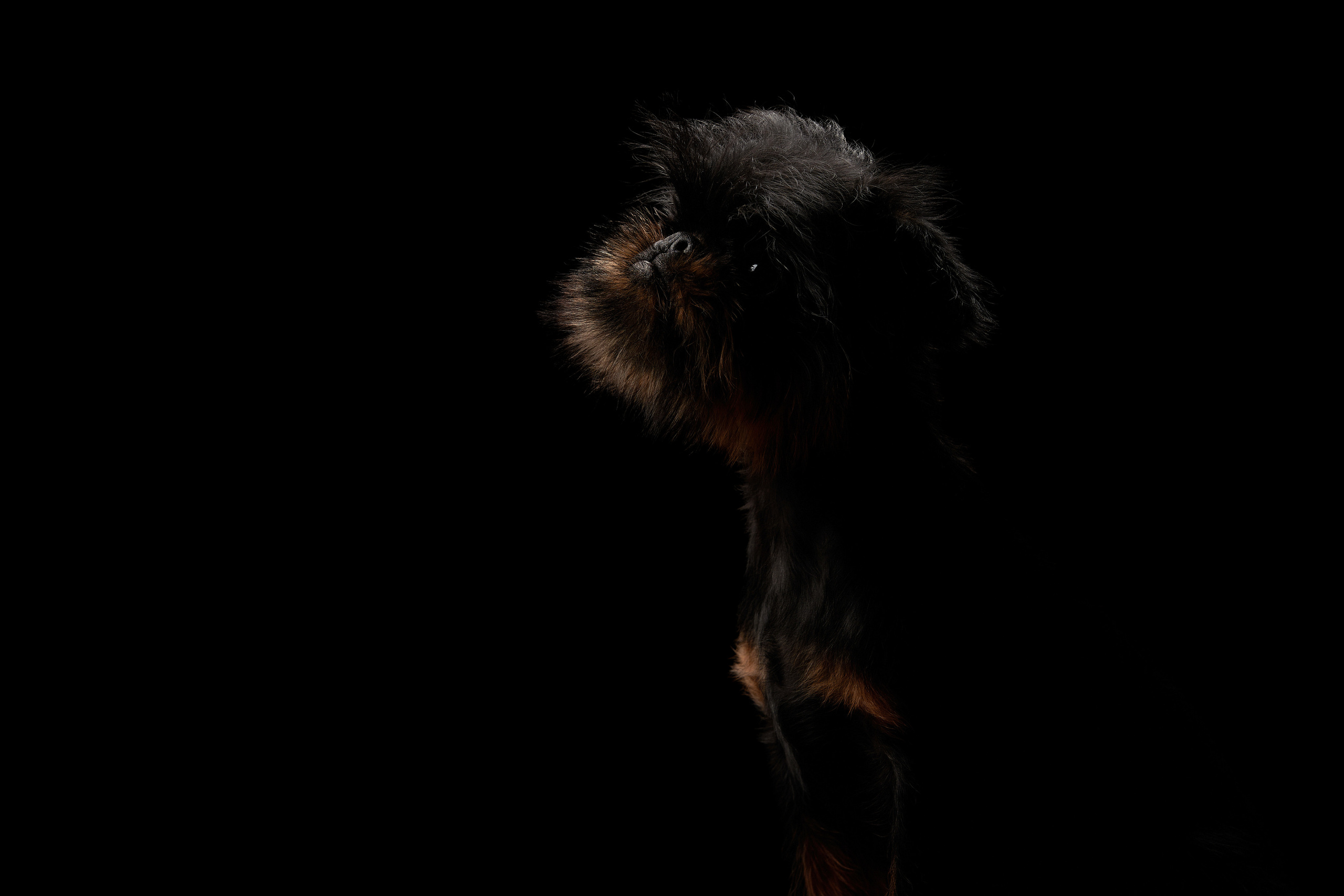 СТУДИЯ. ФОТОГРАФ-АНИМАЛИСТ l LANA POLYAKOVA