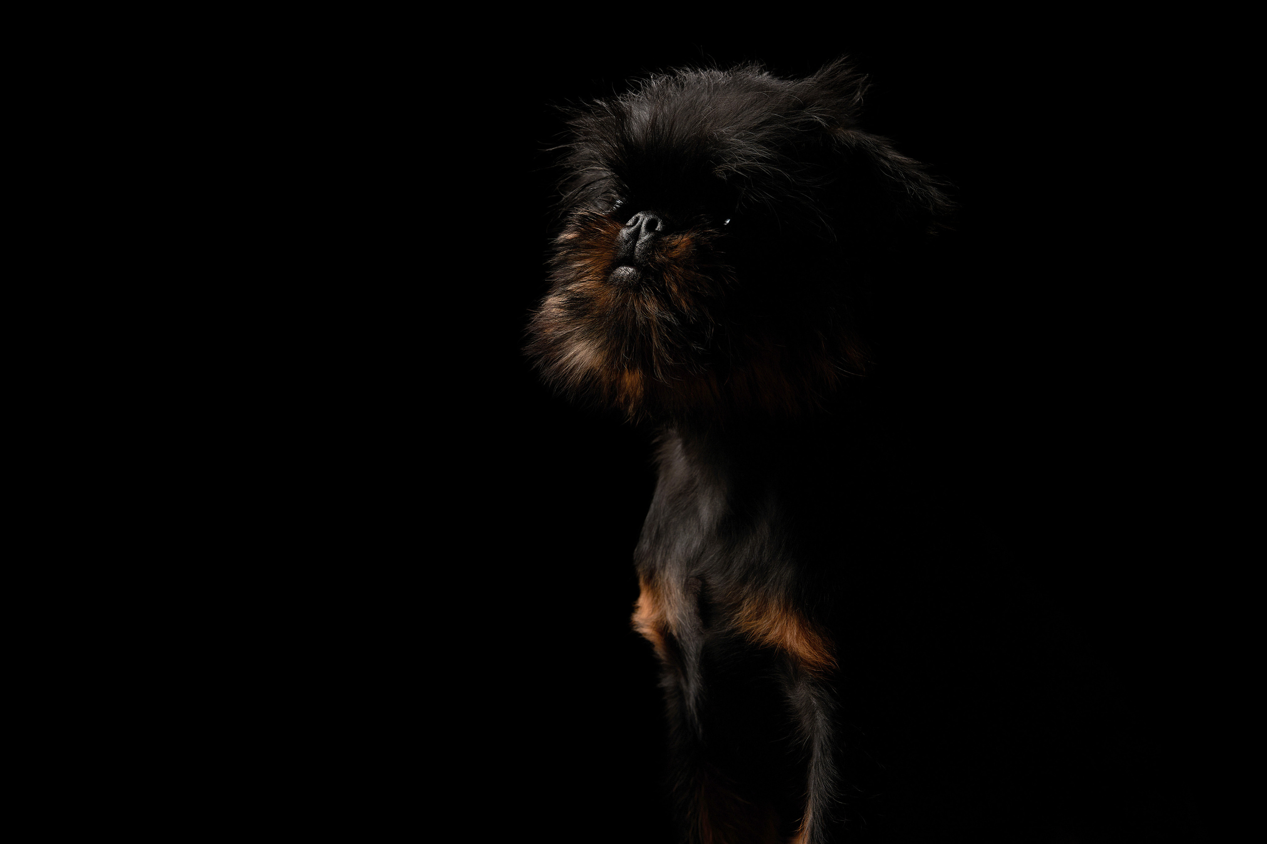 СТУДИЯ. ФОТОГРАФ-АНИМАЛИСТ l LANA POLYAKOVA