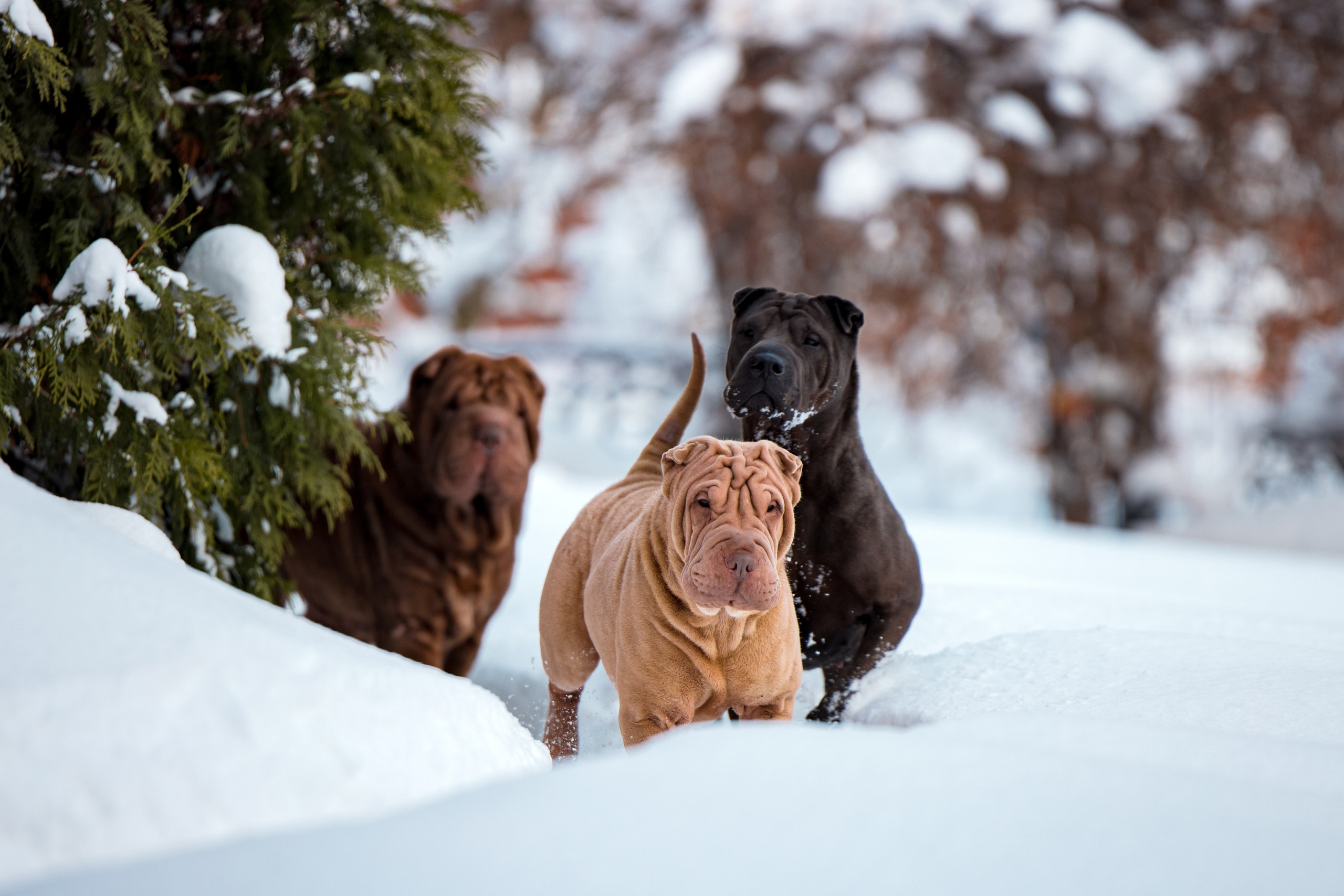 В гостях у шарпеев 16.01.2024. Фотограф-анималист Юлия Германика