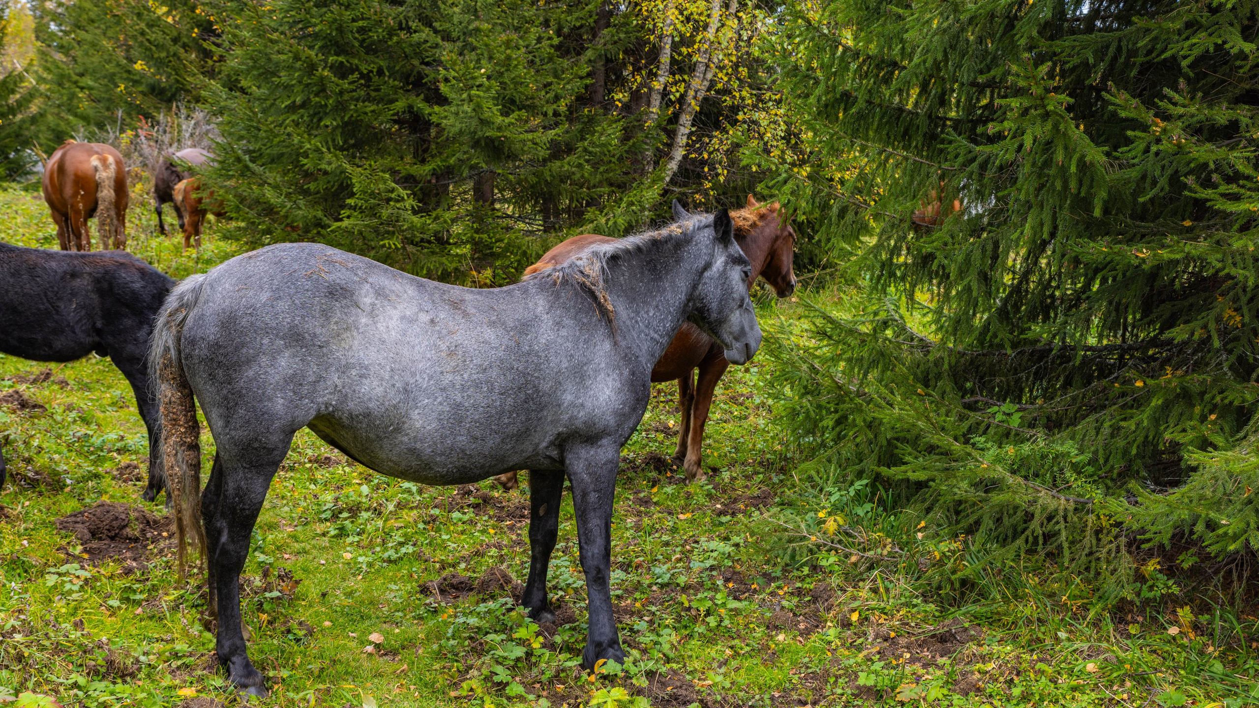 2025 09 Алтай. Чуйский тракт. Фотографии
