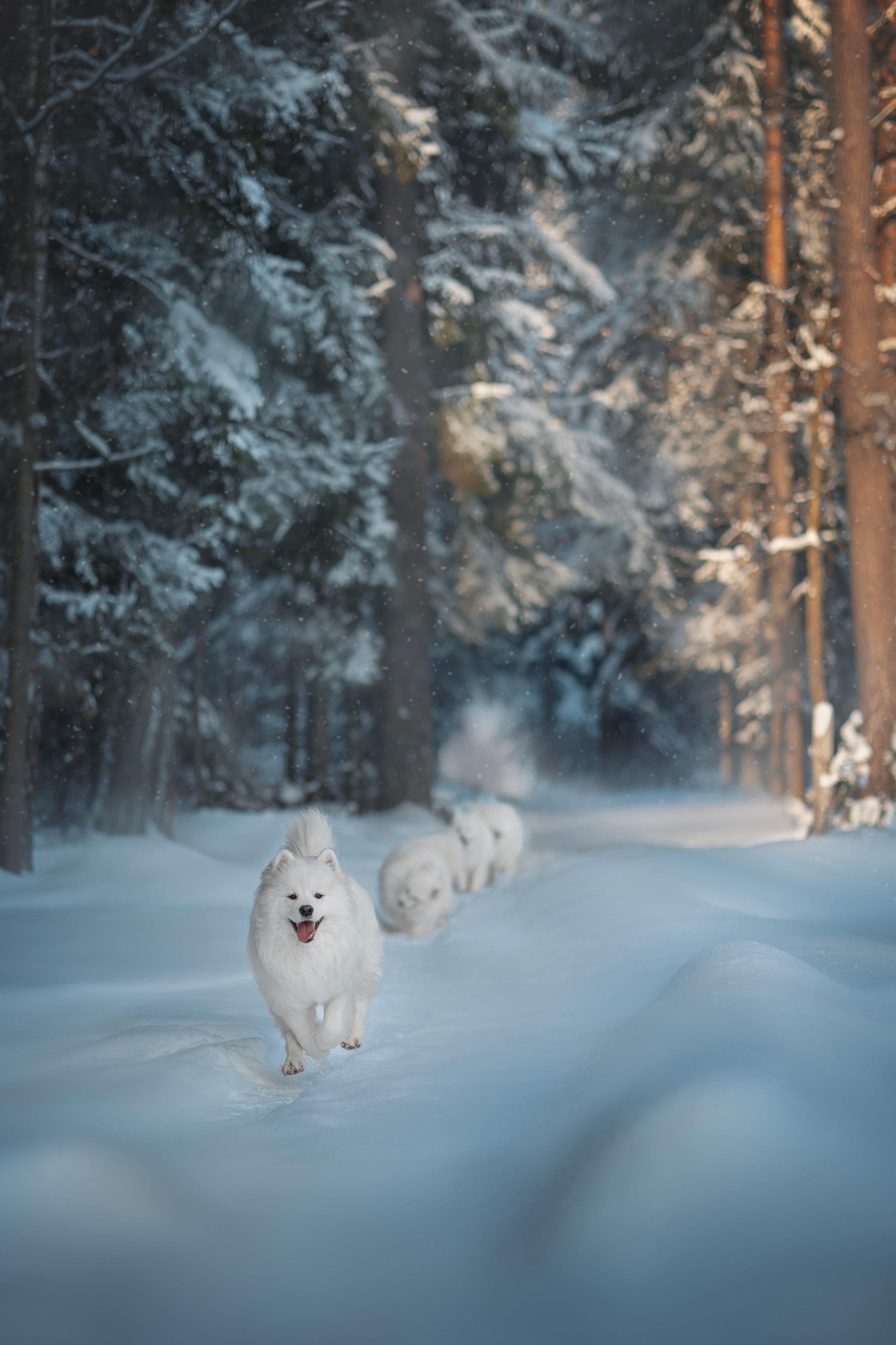 Фото собак, животных зимой. Фотограф анималист в Москве Майорова Евгения