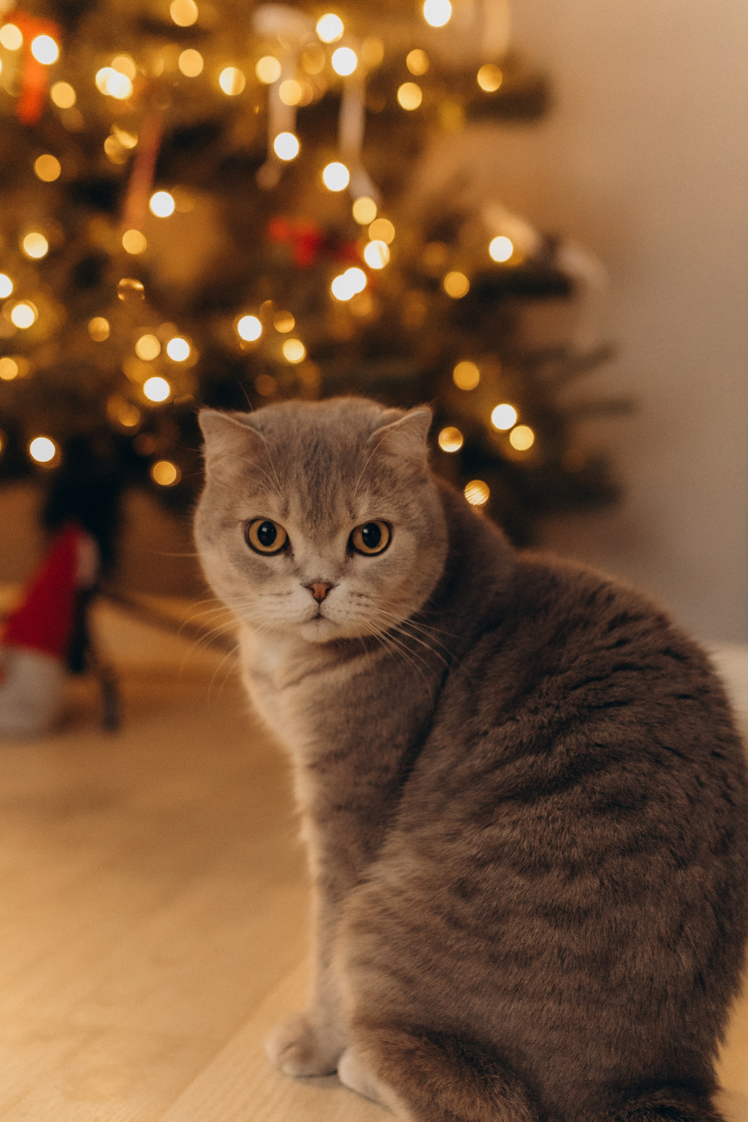 4.11 Семейная. Семейный и домашний фотограф Советский Югорск Екатерина Цыганок