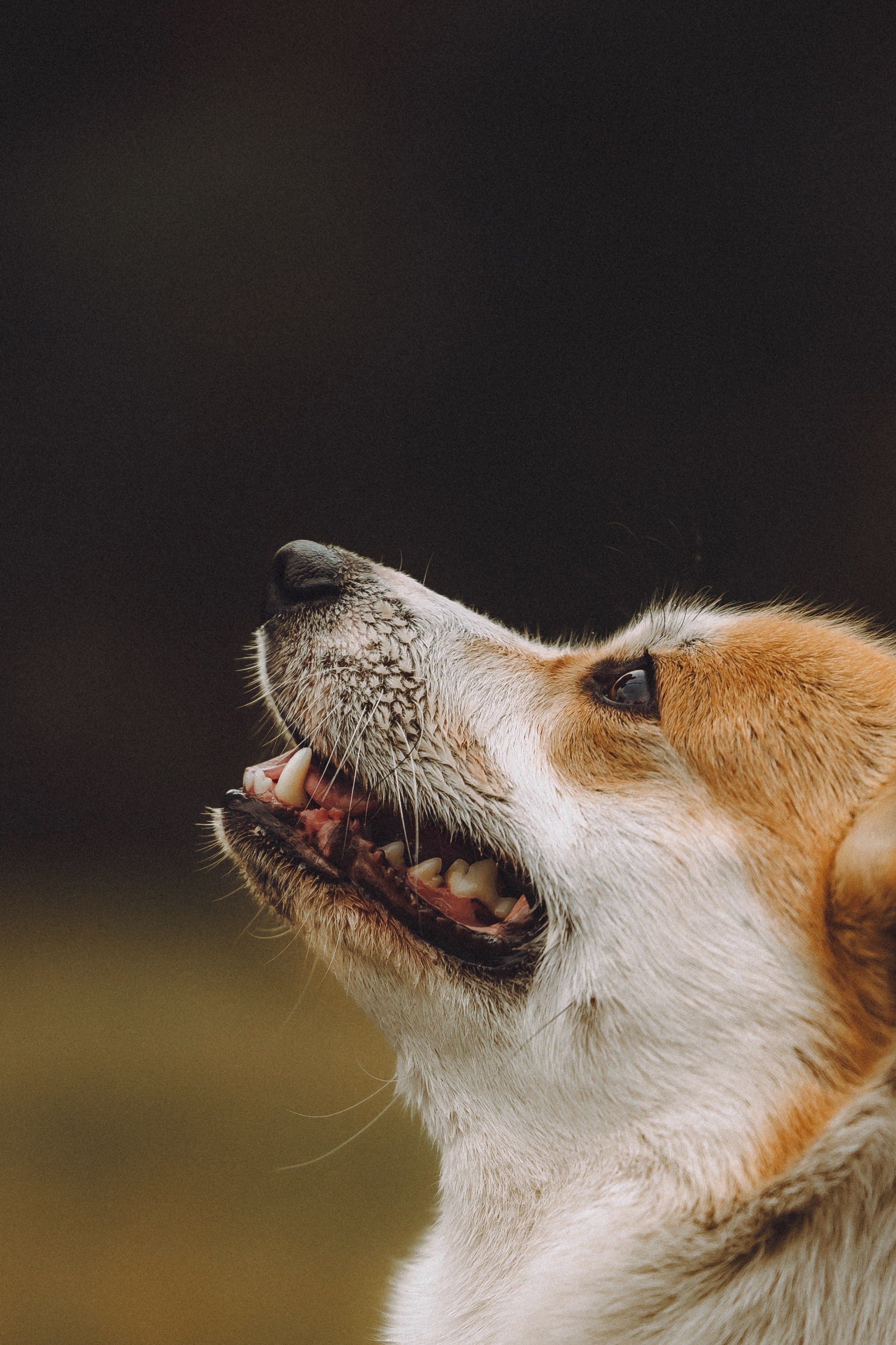 Вирджик и его семья