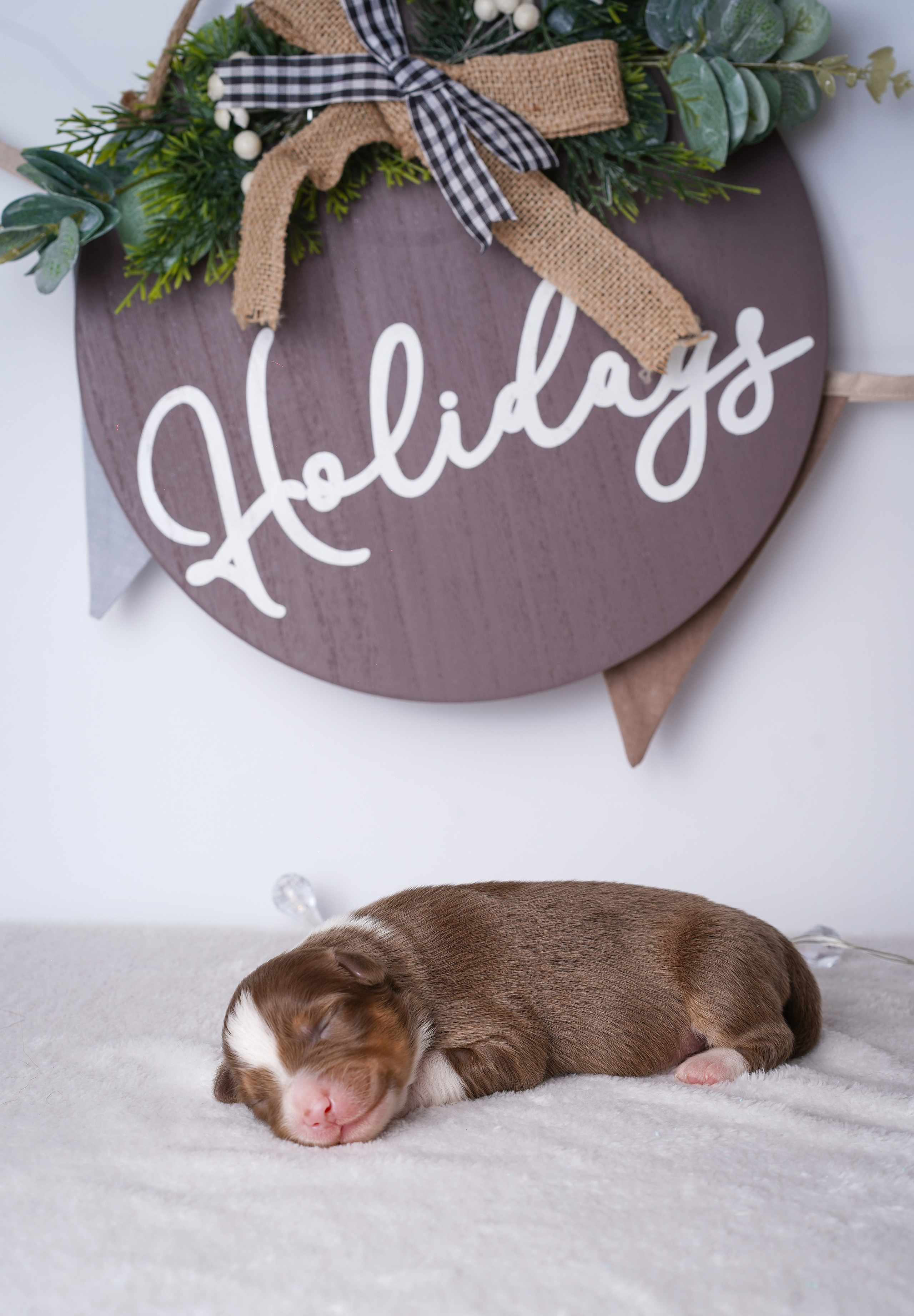 Щенули аусси. Фотограф-анималист в Санкт-Петербурге Яна Мартынова