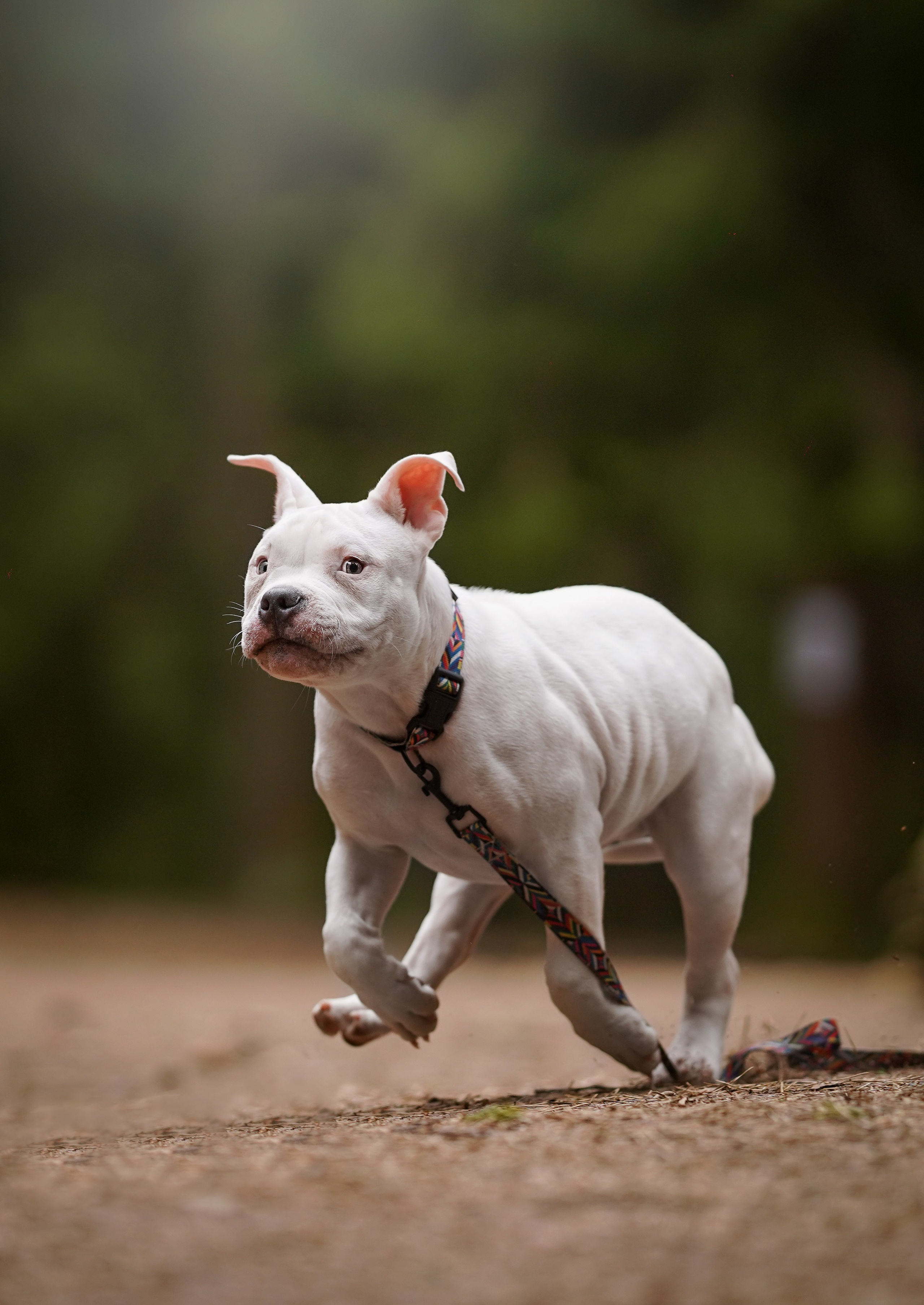 Щенки булли. Фотограф-анималист в Санкт-Петербурге Яна Мартынова