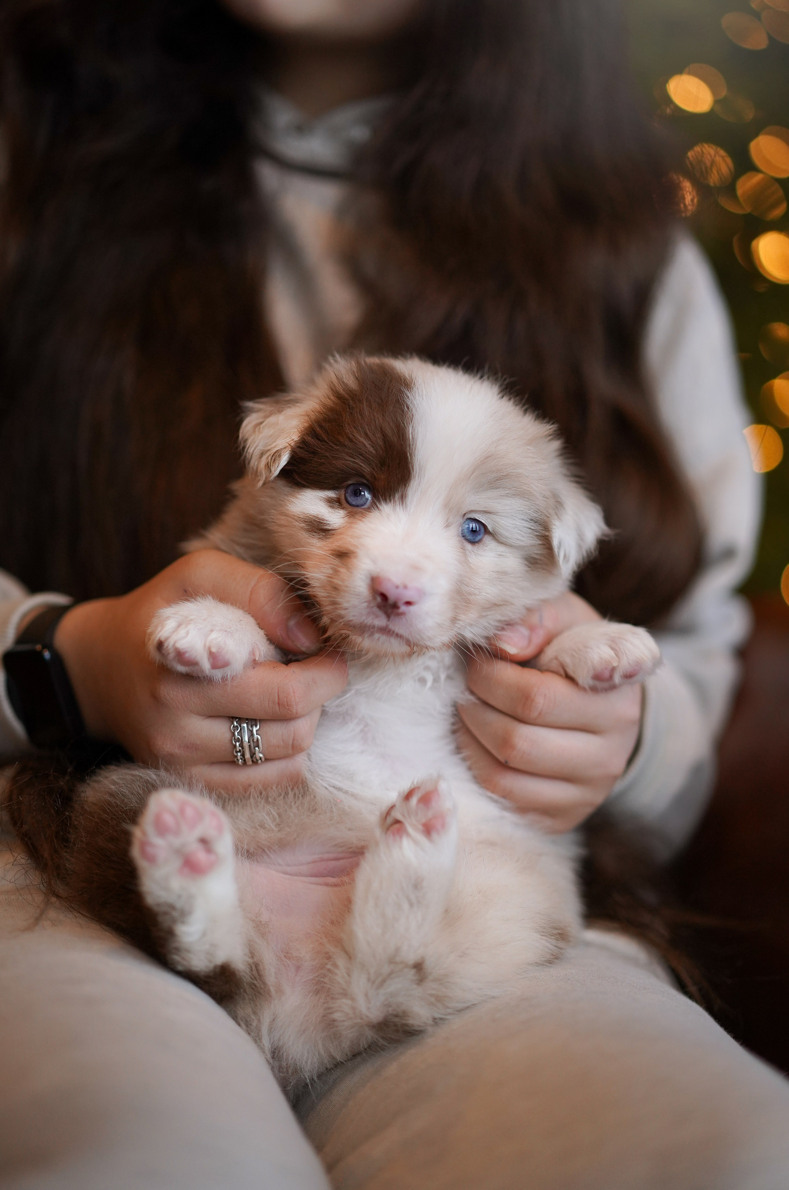 Съемка щеночков в студии. Фотограф-анималист в Санкт-Петербурге Яна Мартынова