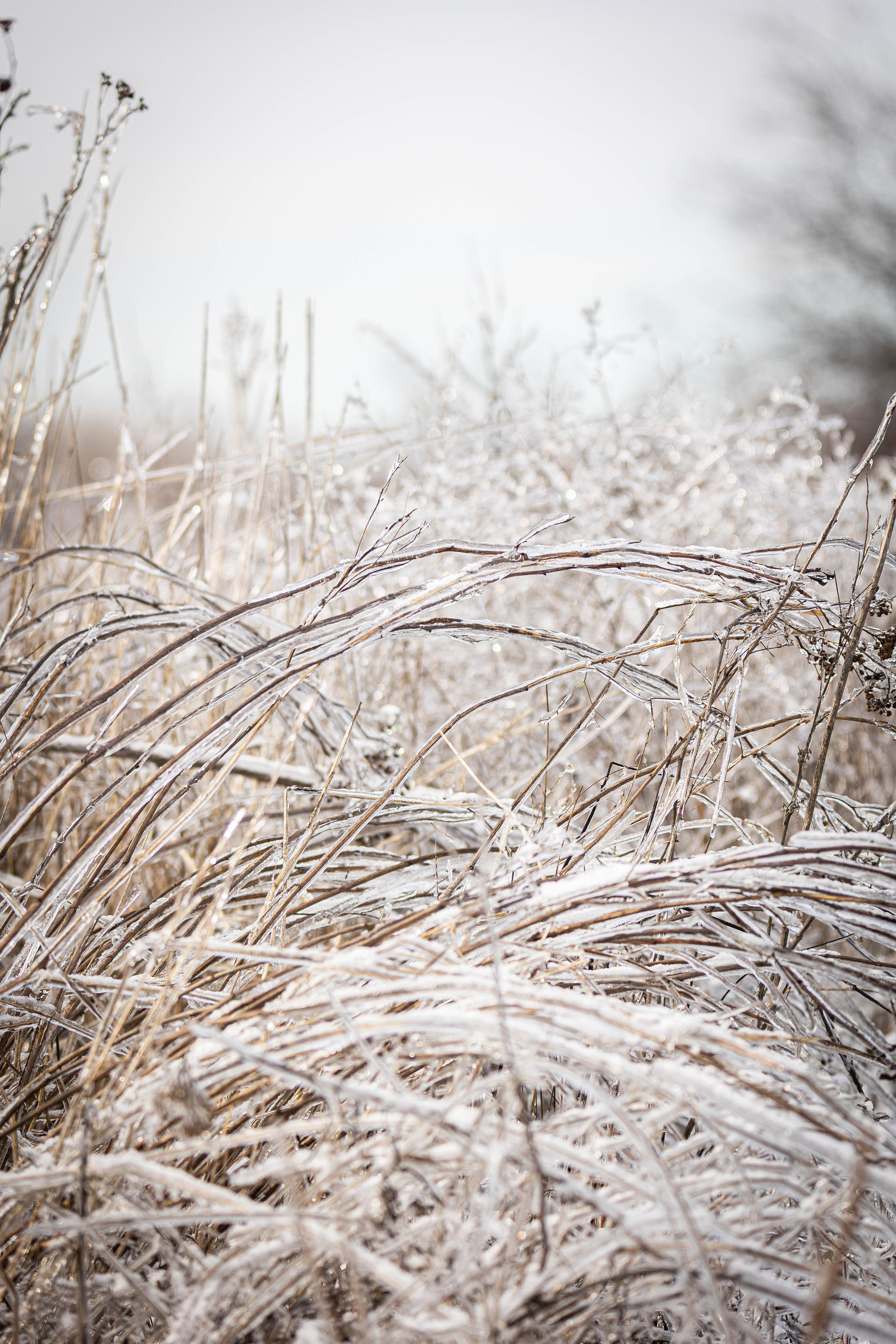 Дикий животный мир. Фотограф-АниМалист Анна Абрамова