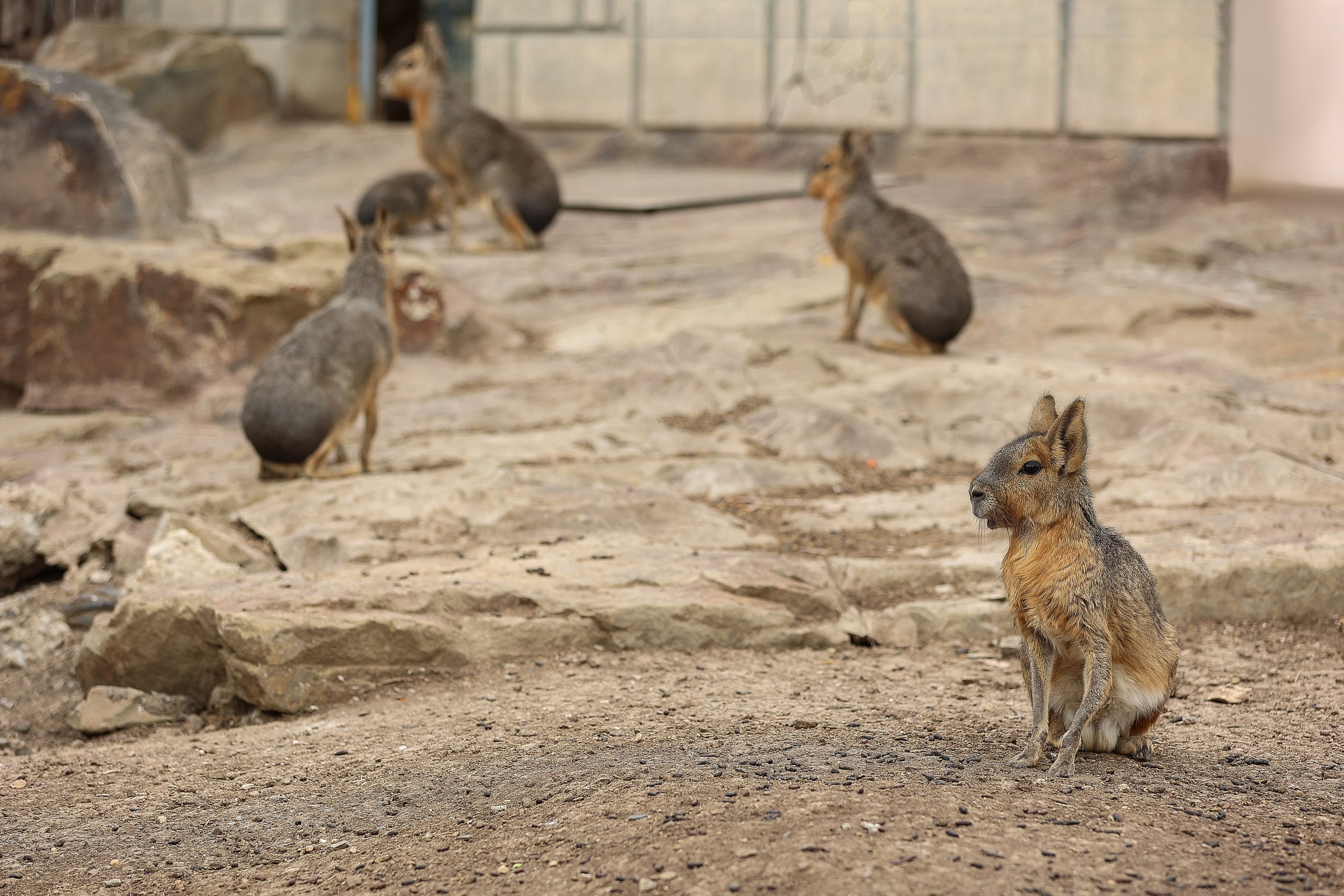 Зоопарк Малинки. Фотограф-АниМалист Анна Абрамова