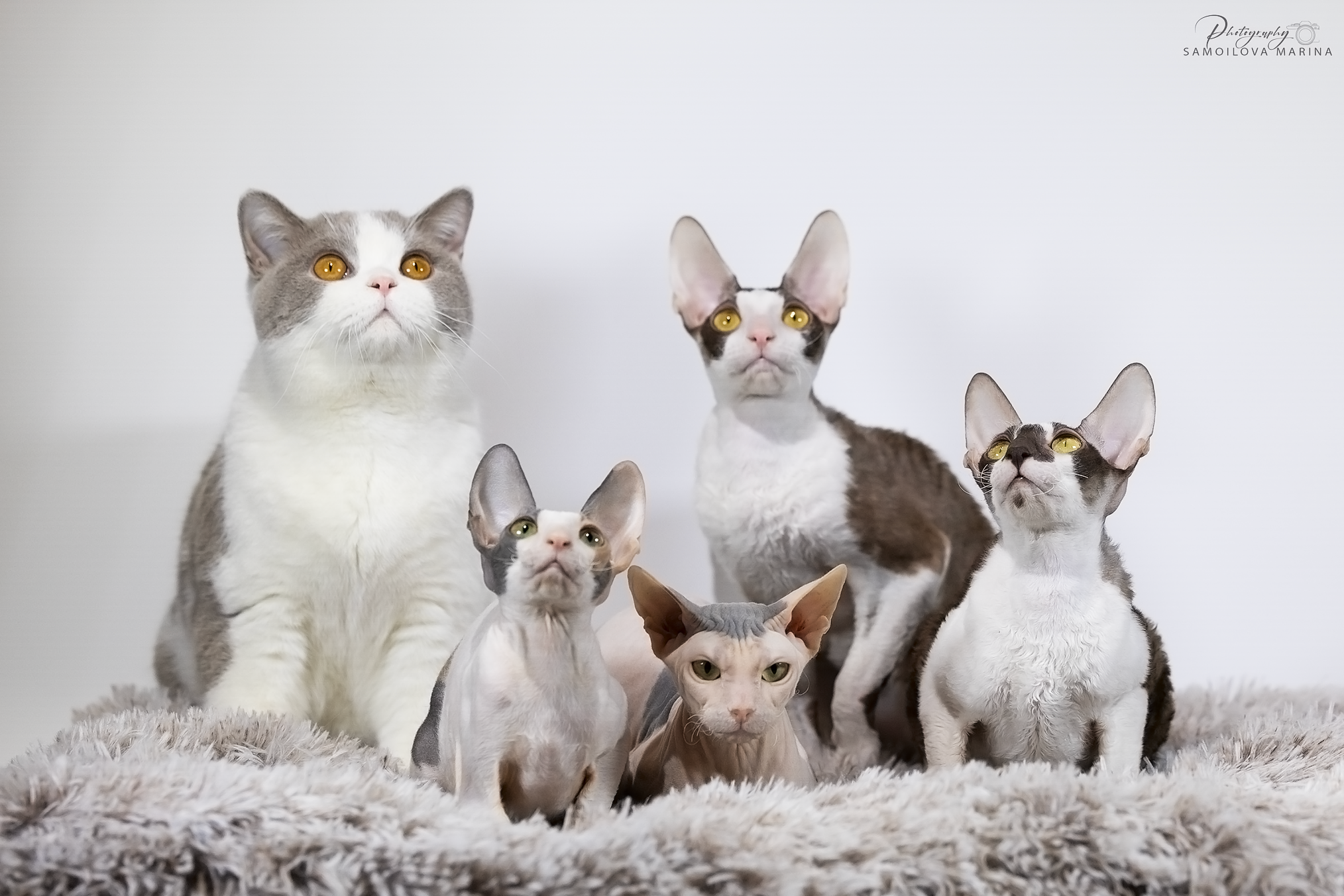 Кошки. Фотограф-анималист в Москве и МО Самойлова Марина