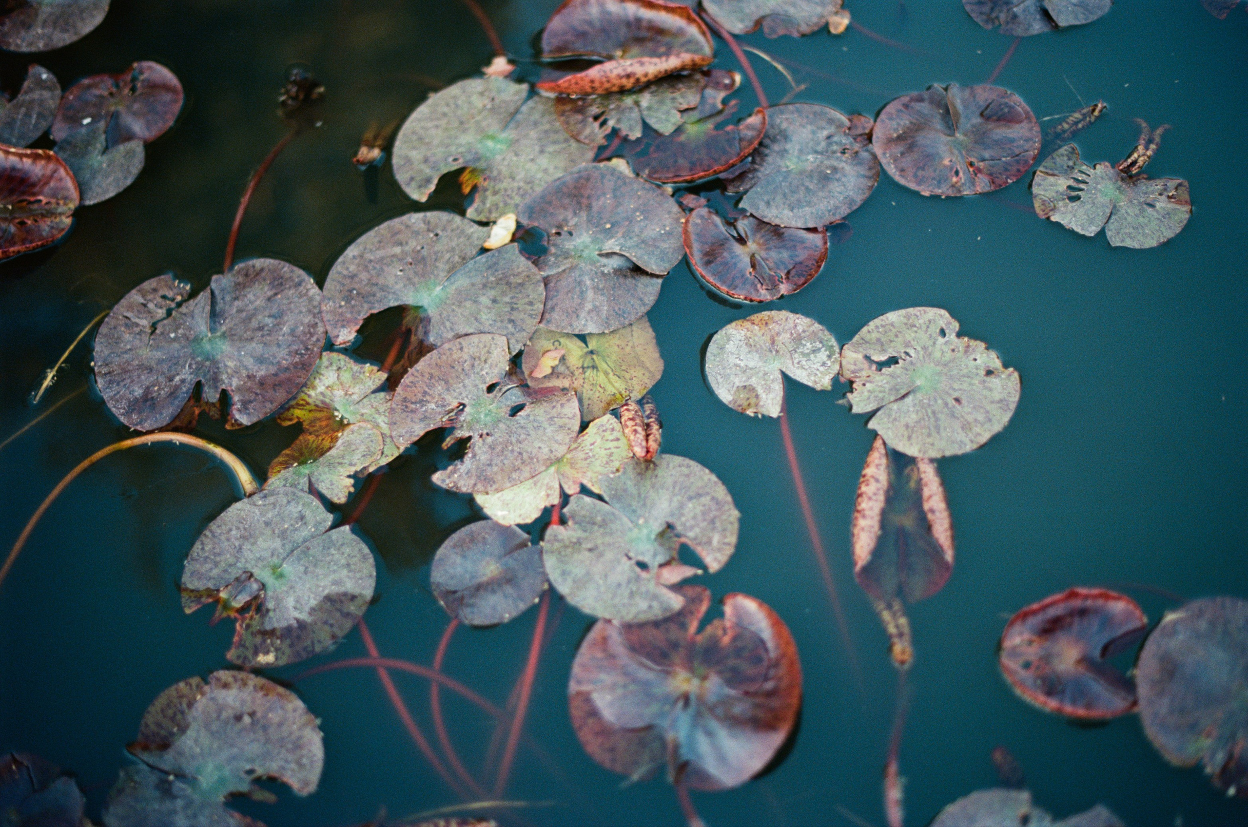 Follow you // ukraine, crimea IV. EVER EXPOSED