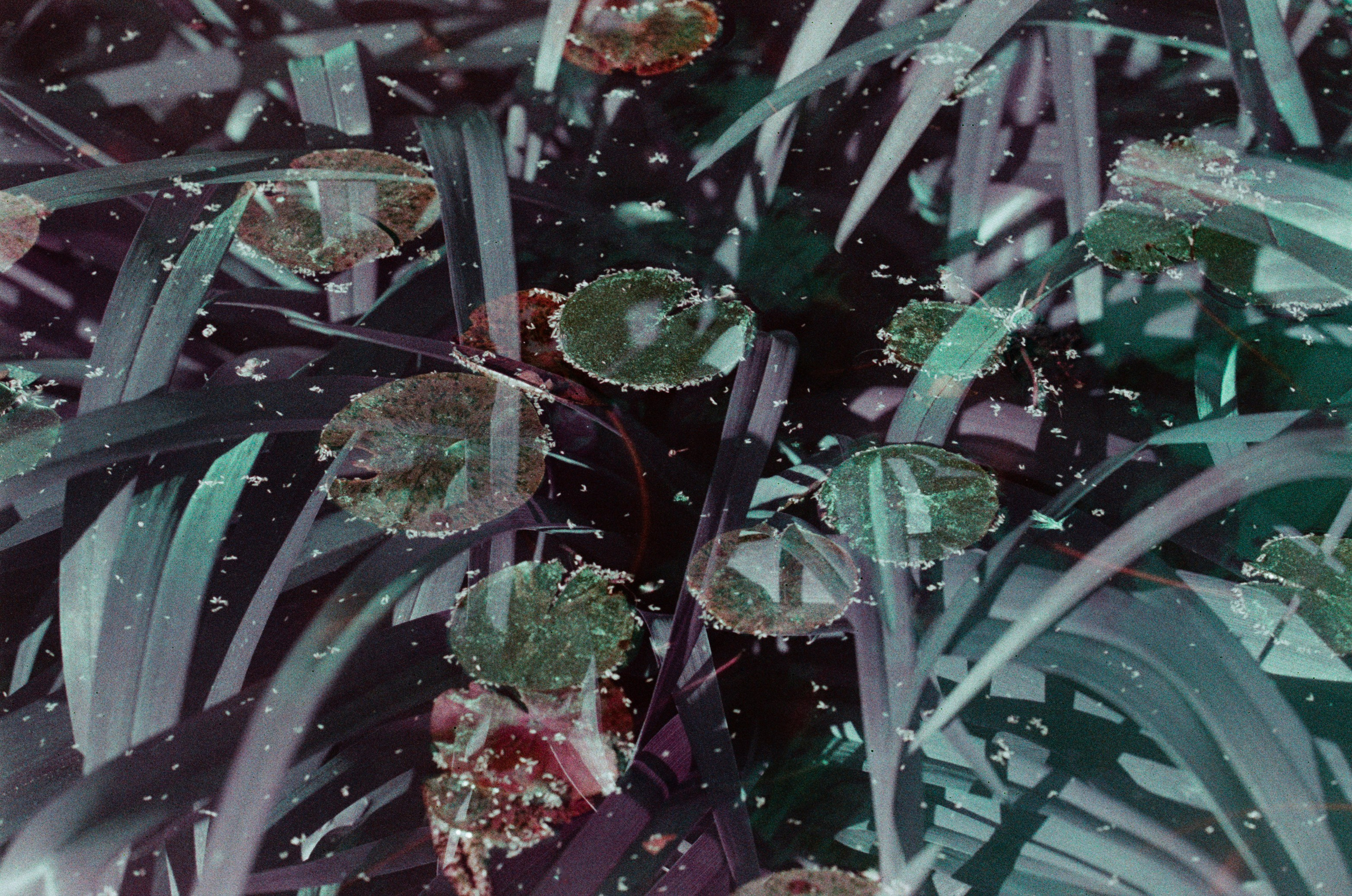 Sakura blues // ukraine, crimea IX. EVER EXPOSED