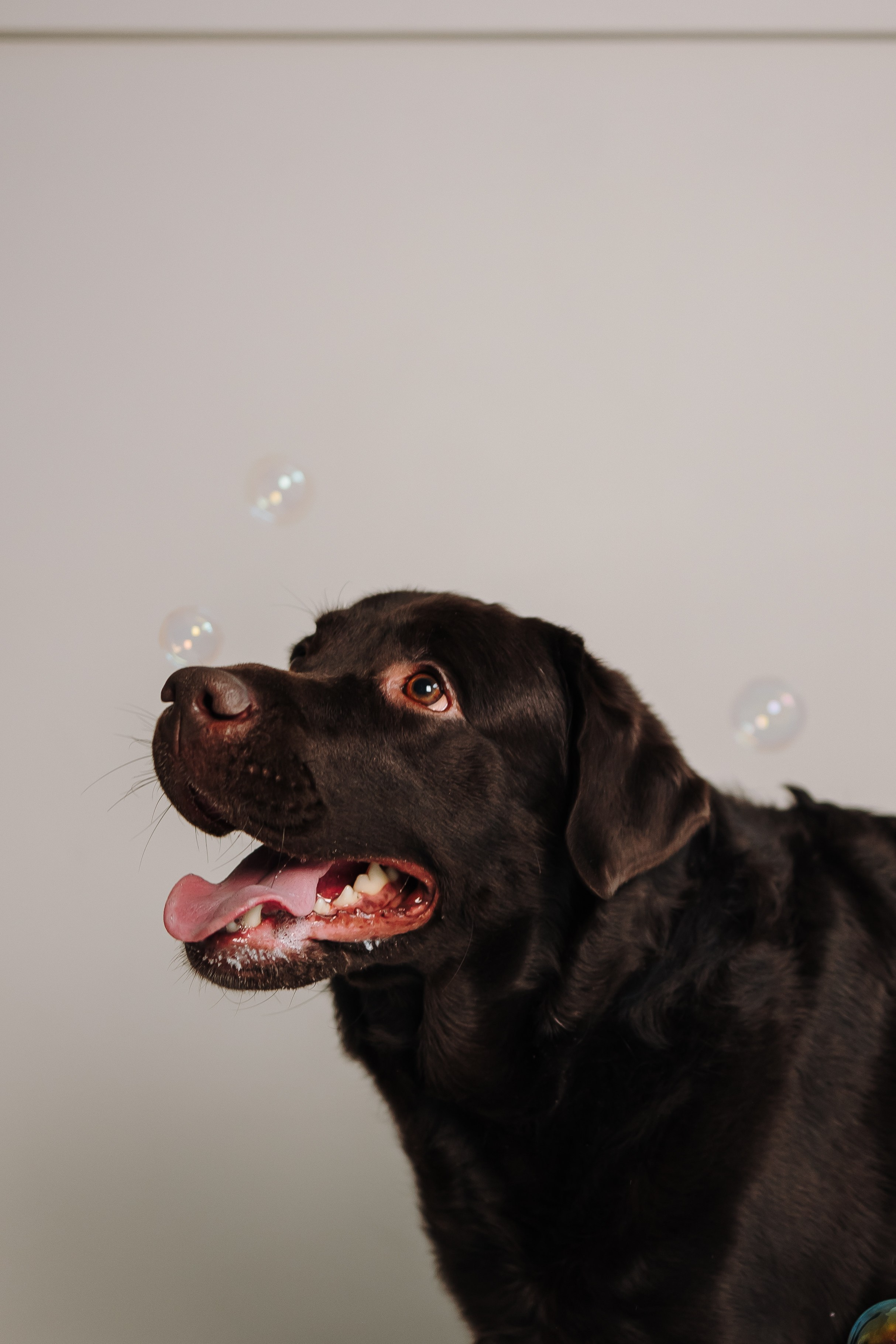 Груминг. Фотограф-анималист в Санкт-Петербурге Алина Яхонт