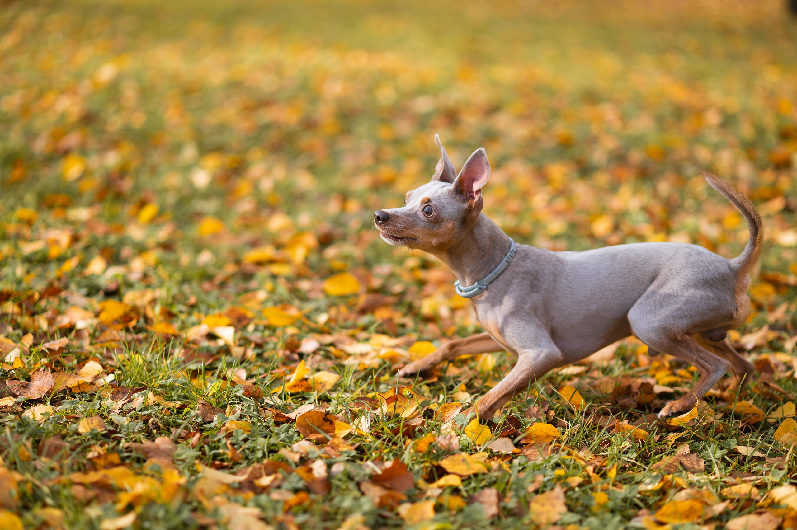 Питомцы. Портретный фотограф в Москве Полина Старцева