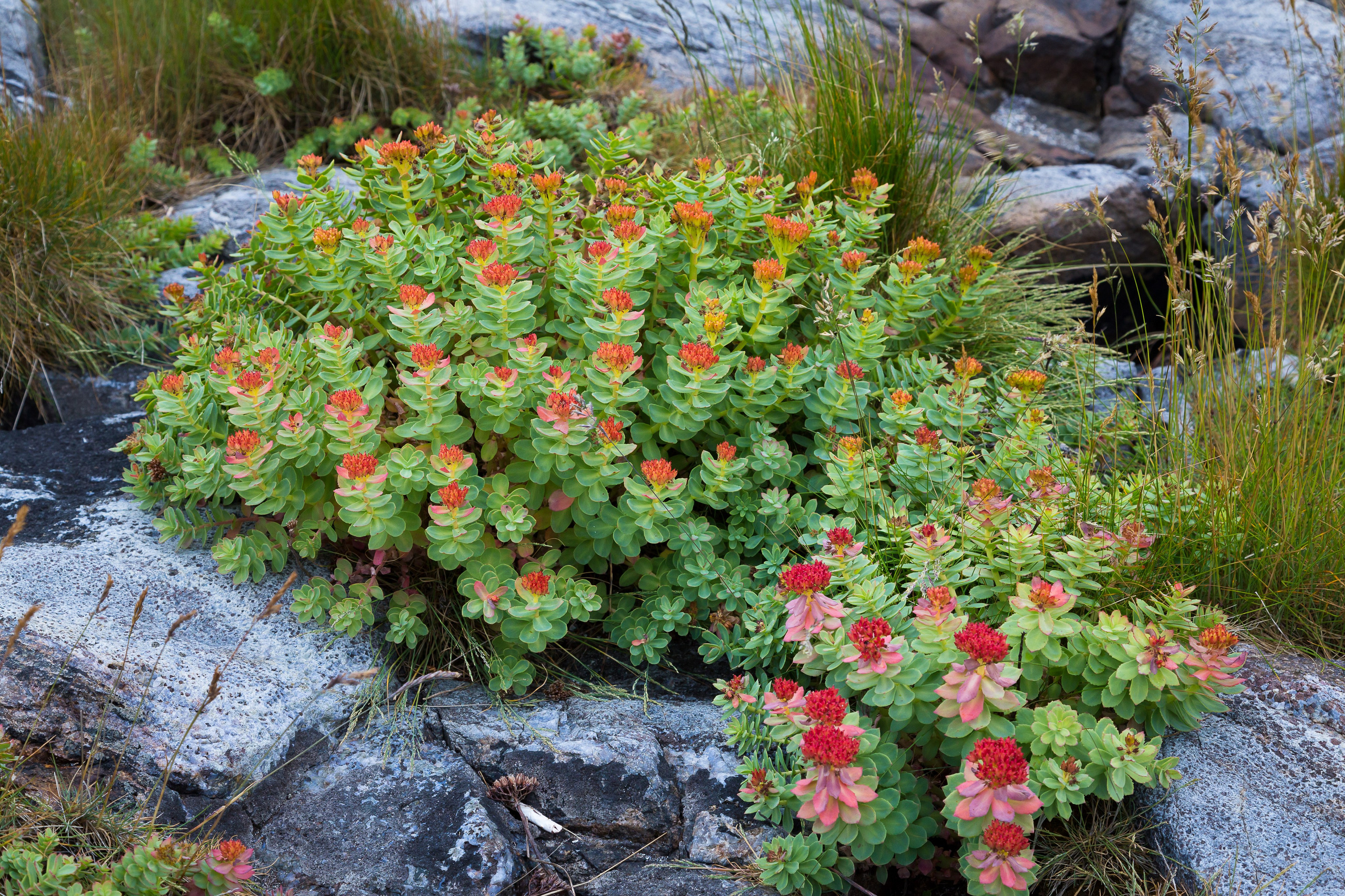 Фиорд Долгая щель. Пейзажи Крайнего Севера. Баренцево море, Рыбачий, Средний, Немецкий