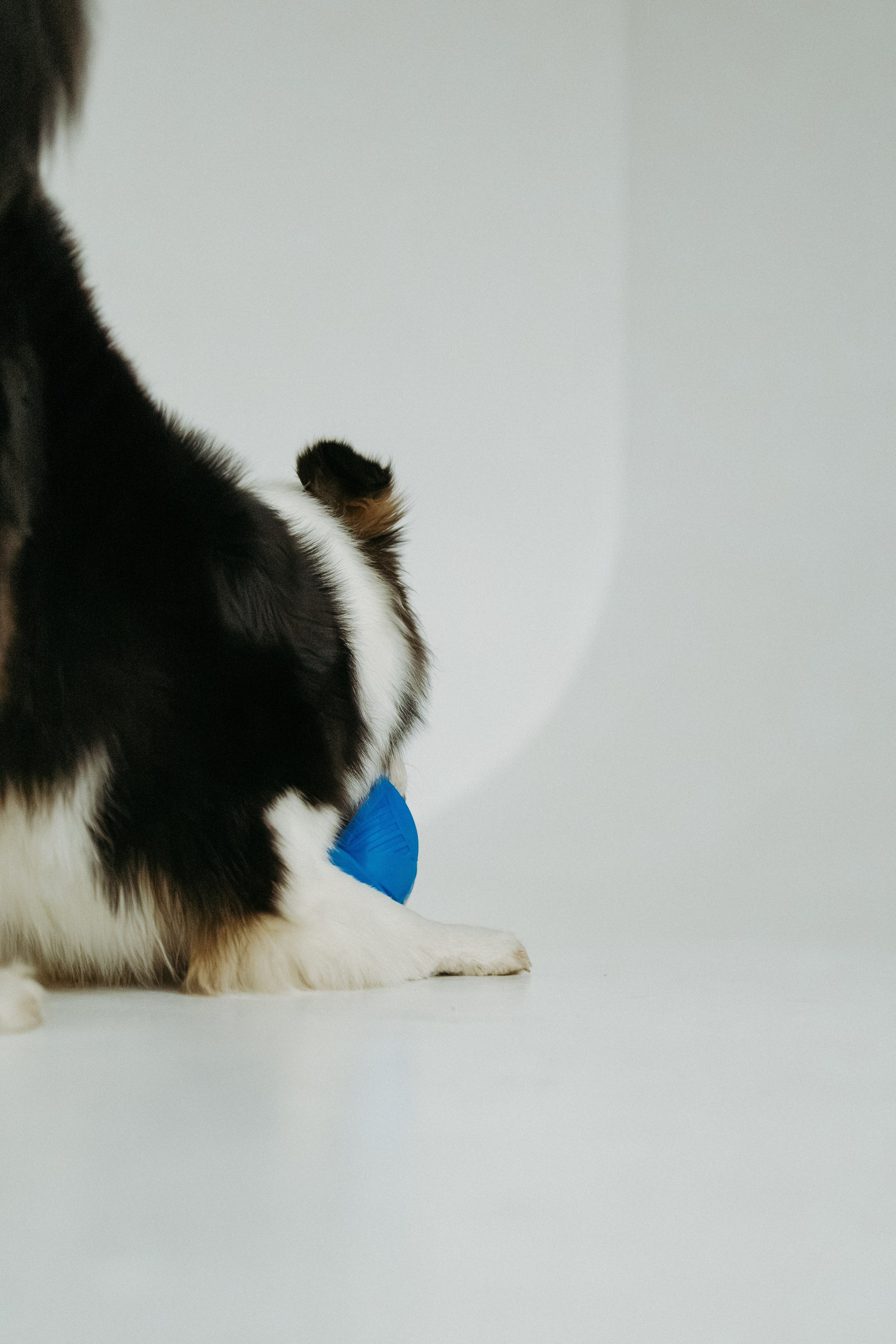 Мячи-попрыгуны. Фотораф — анималист Мария Шистка