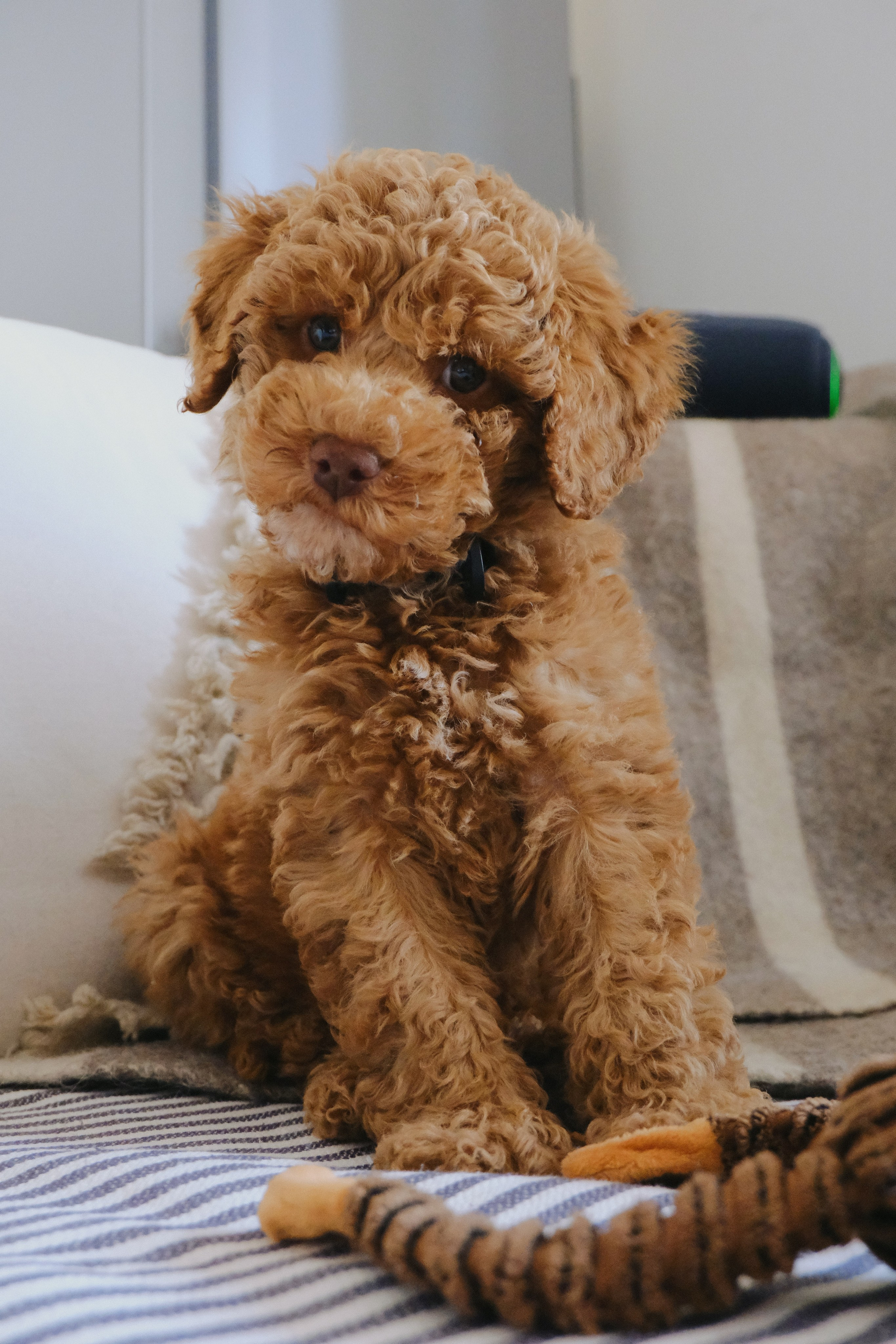 Питомцы. Татьян гертье