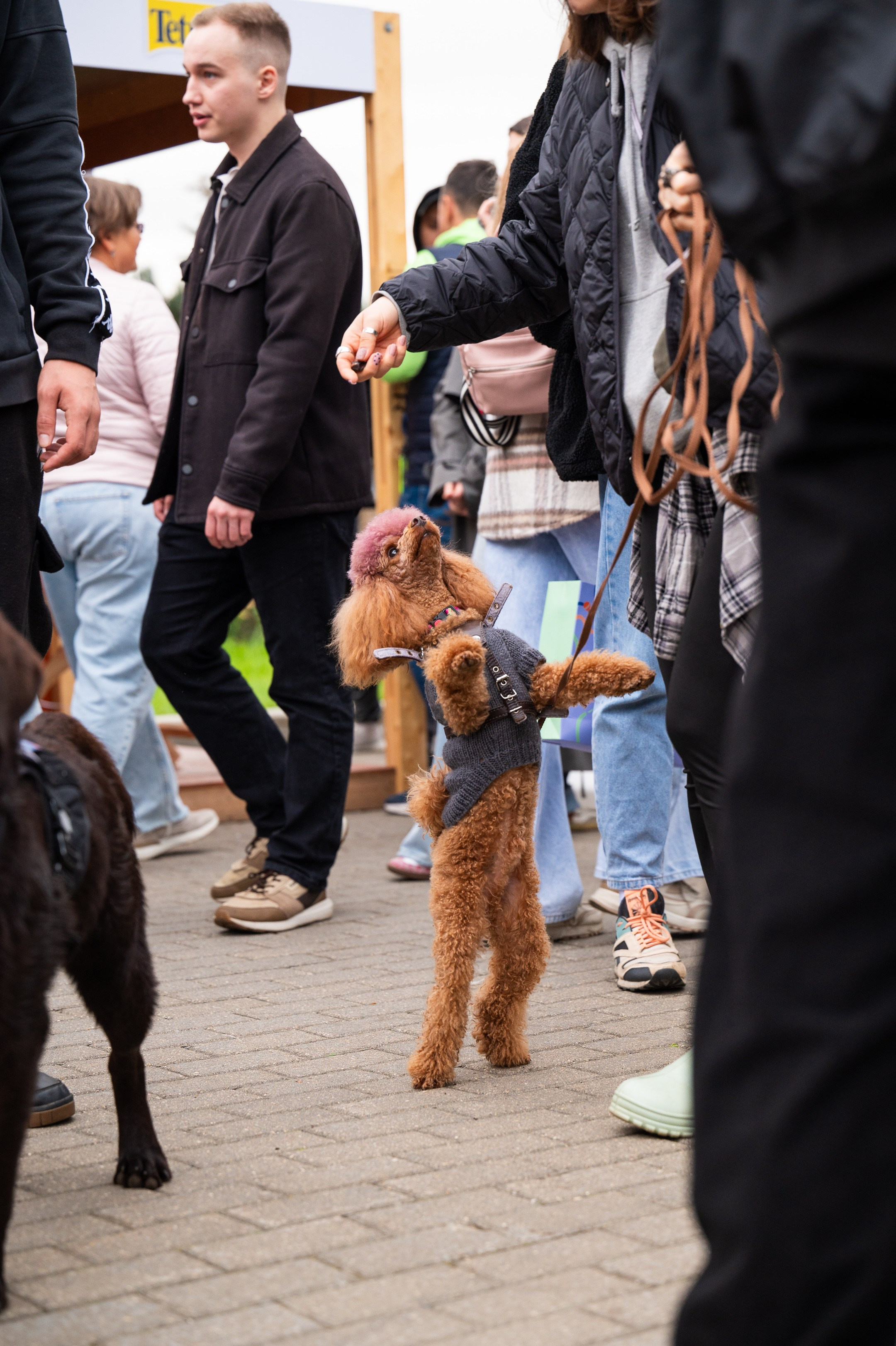 4lapy fest 2025. Photographer in Moscow Anna Chistiakova