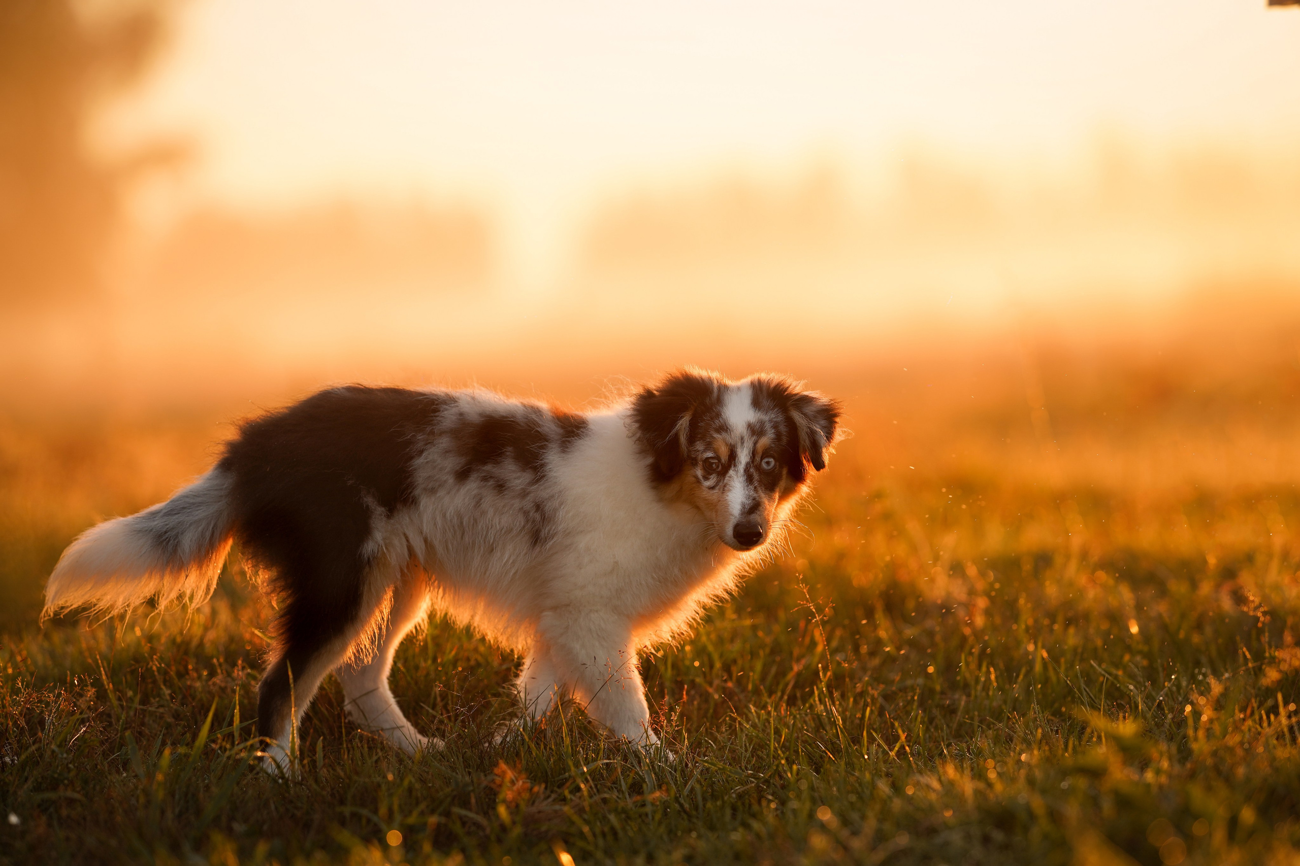 Алина и Лето. Фотограф-анималист в Санкт-Петербурге Яна Мартынова
