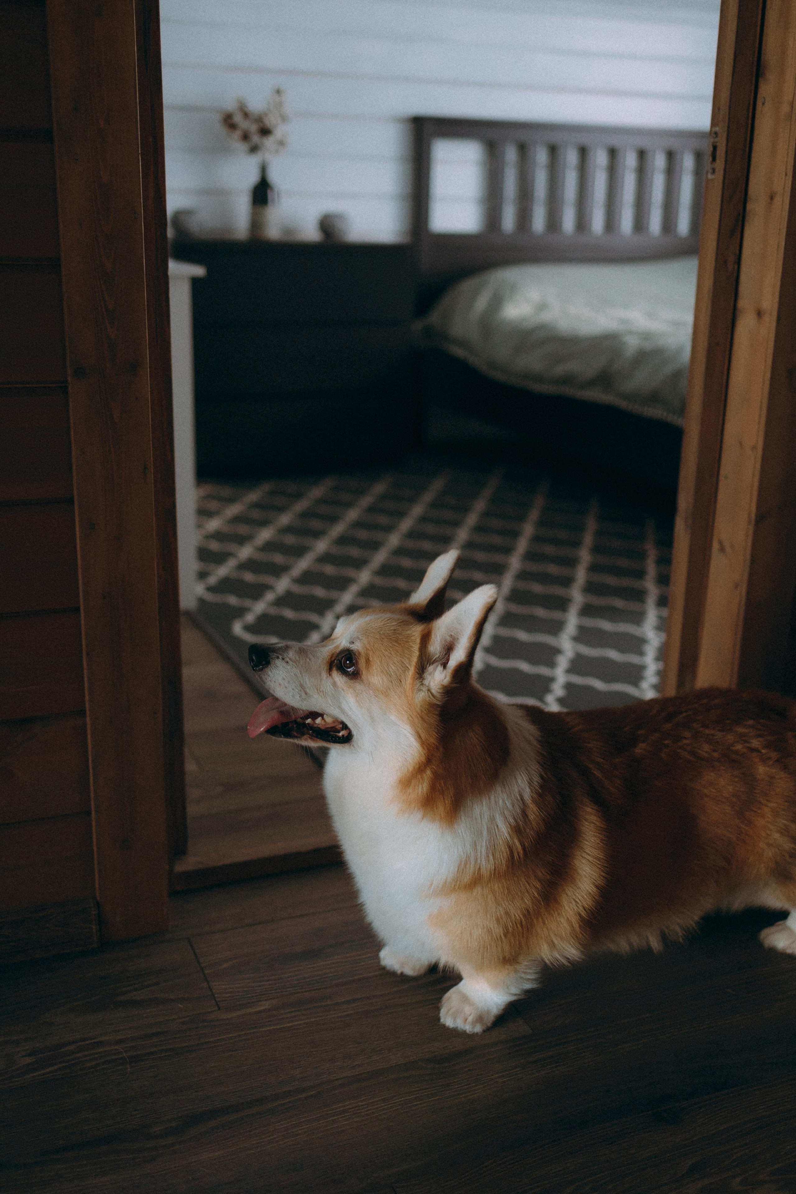 Лёва и Настя. Фотограф анималист Анастасия Пикей