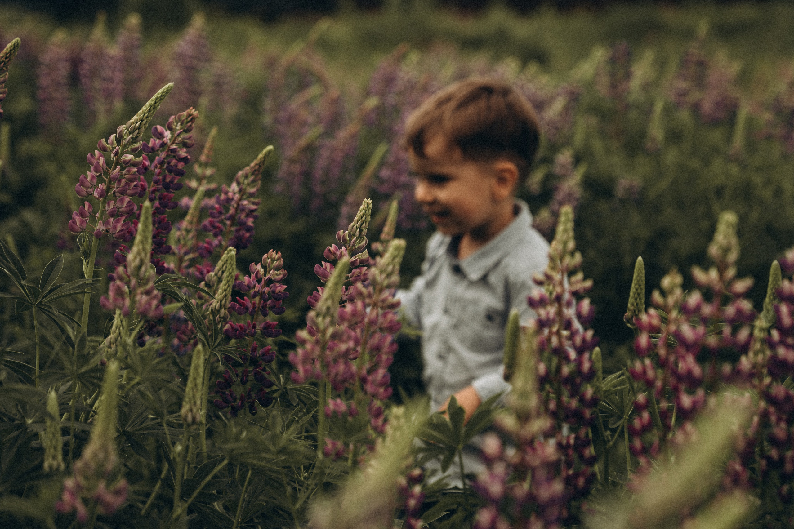 Люпиновая пора. Семейный и детский фотограф Москва Дарья Бугра