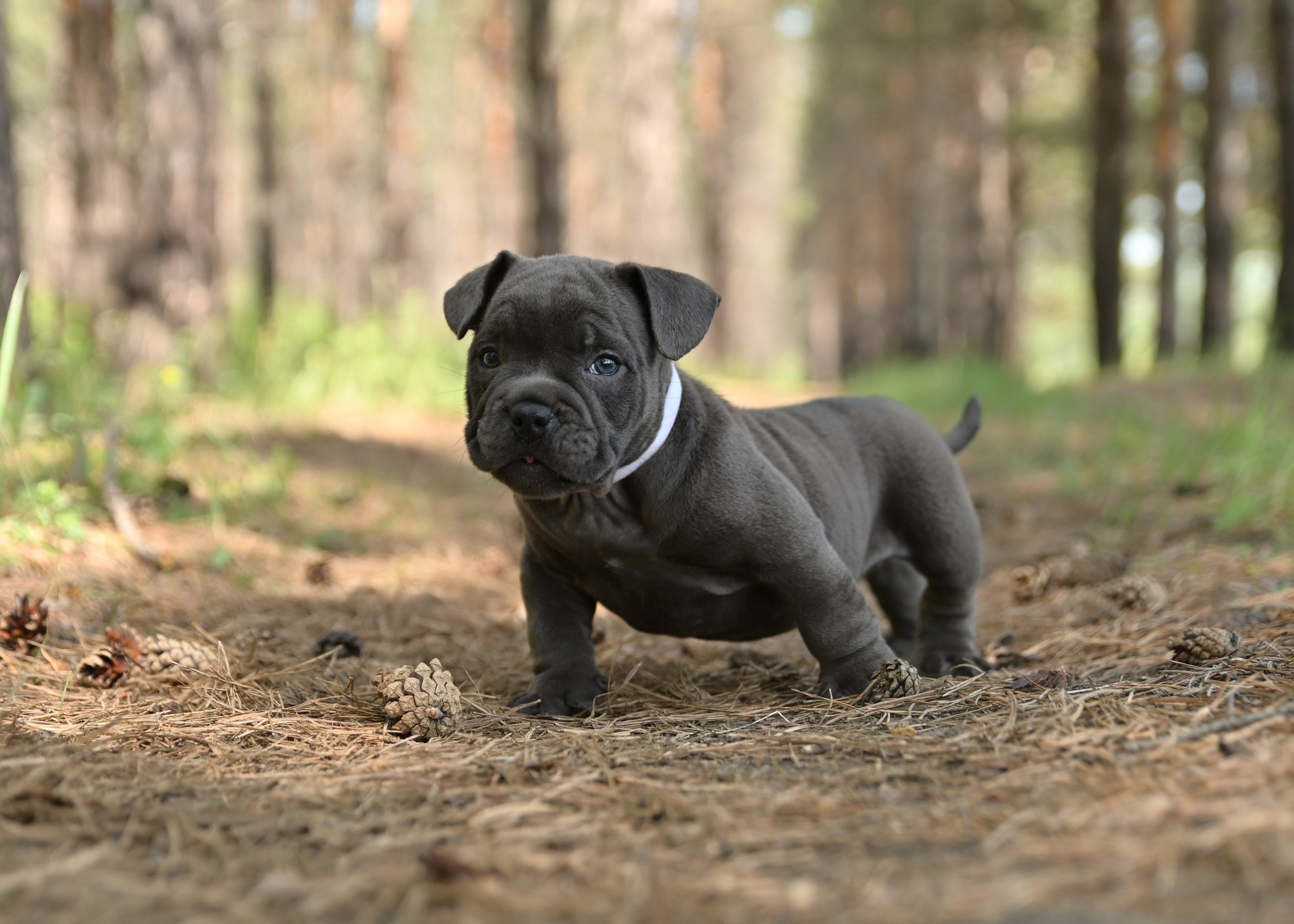 Свободные щенки Американский Булли в Иркутске. Питомник собак Иркутск