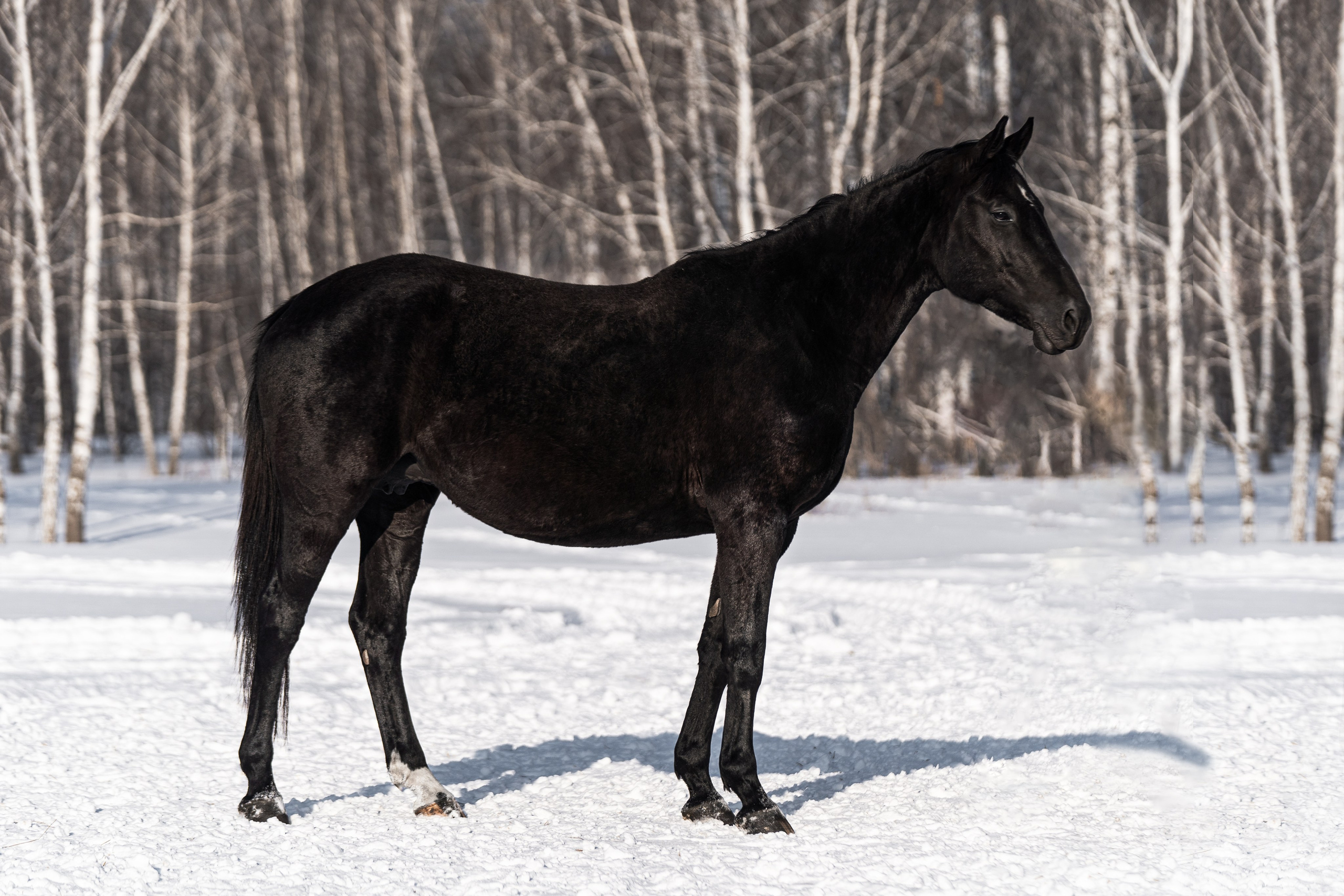 Падэдэ М. Главная