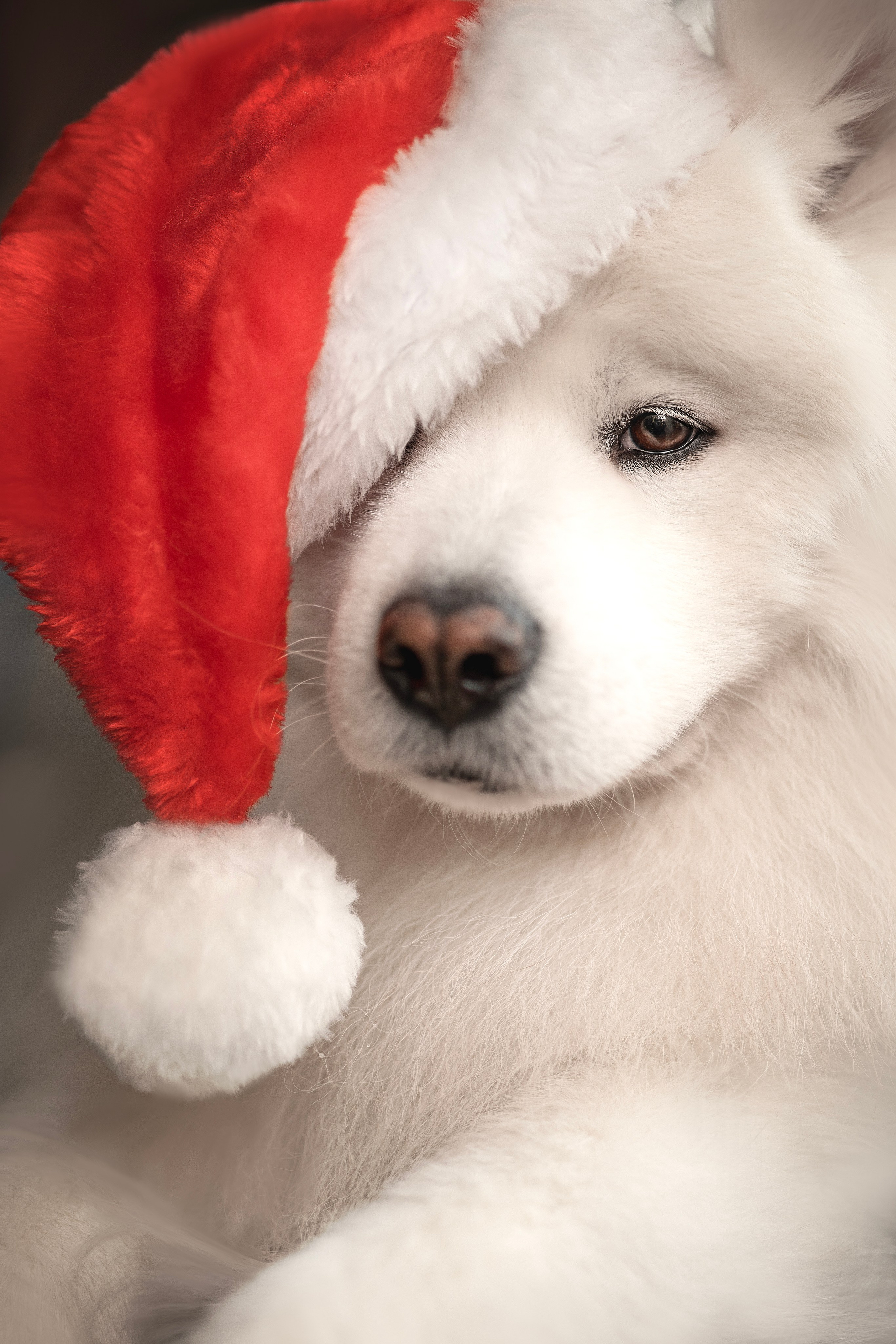 Пушистые самоедские драконы в студии. Фотограф анималист в Москве Майорова Евгения