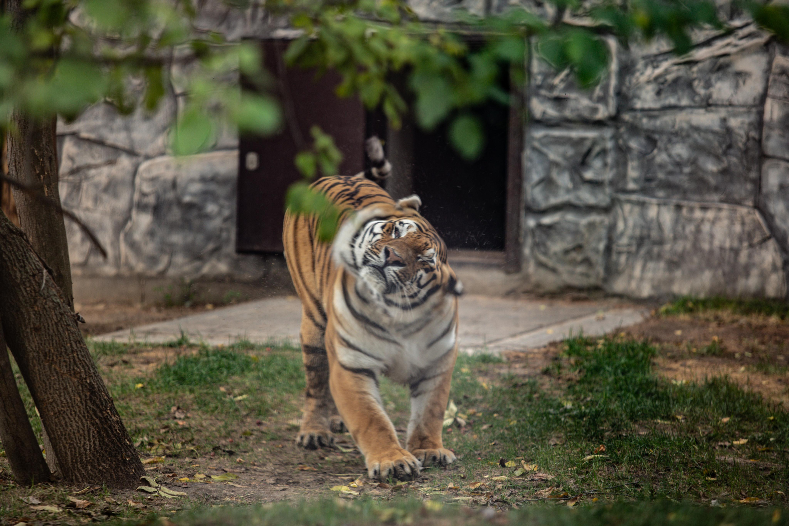 Зоопарк Лимпопо. Photographer Sonkina Tatiana (Tanya Ash)