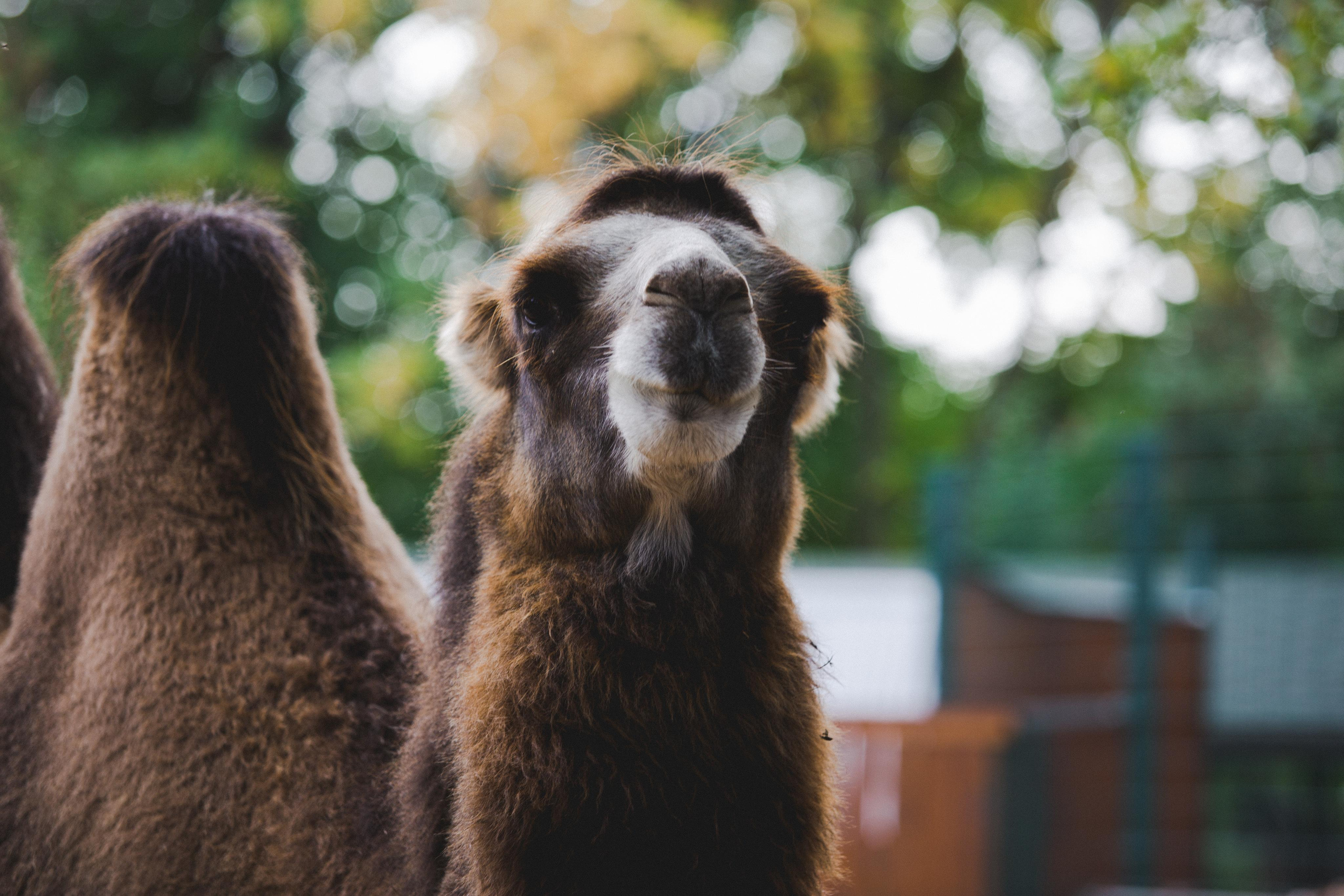 Зоопарк Лимпопо. Photographer Sonkina Tatiana (Tanya Ash)