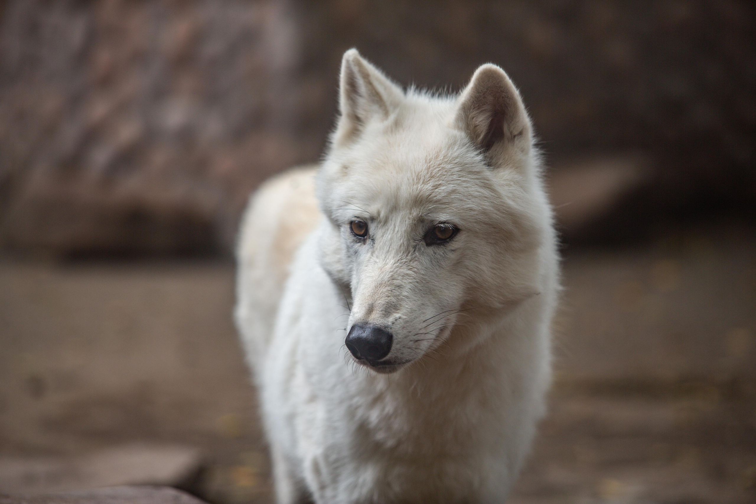 Зоопарк Лимпопо. Photographer Sonkina Tatiana (Tanya Ash)