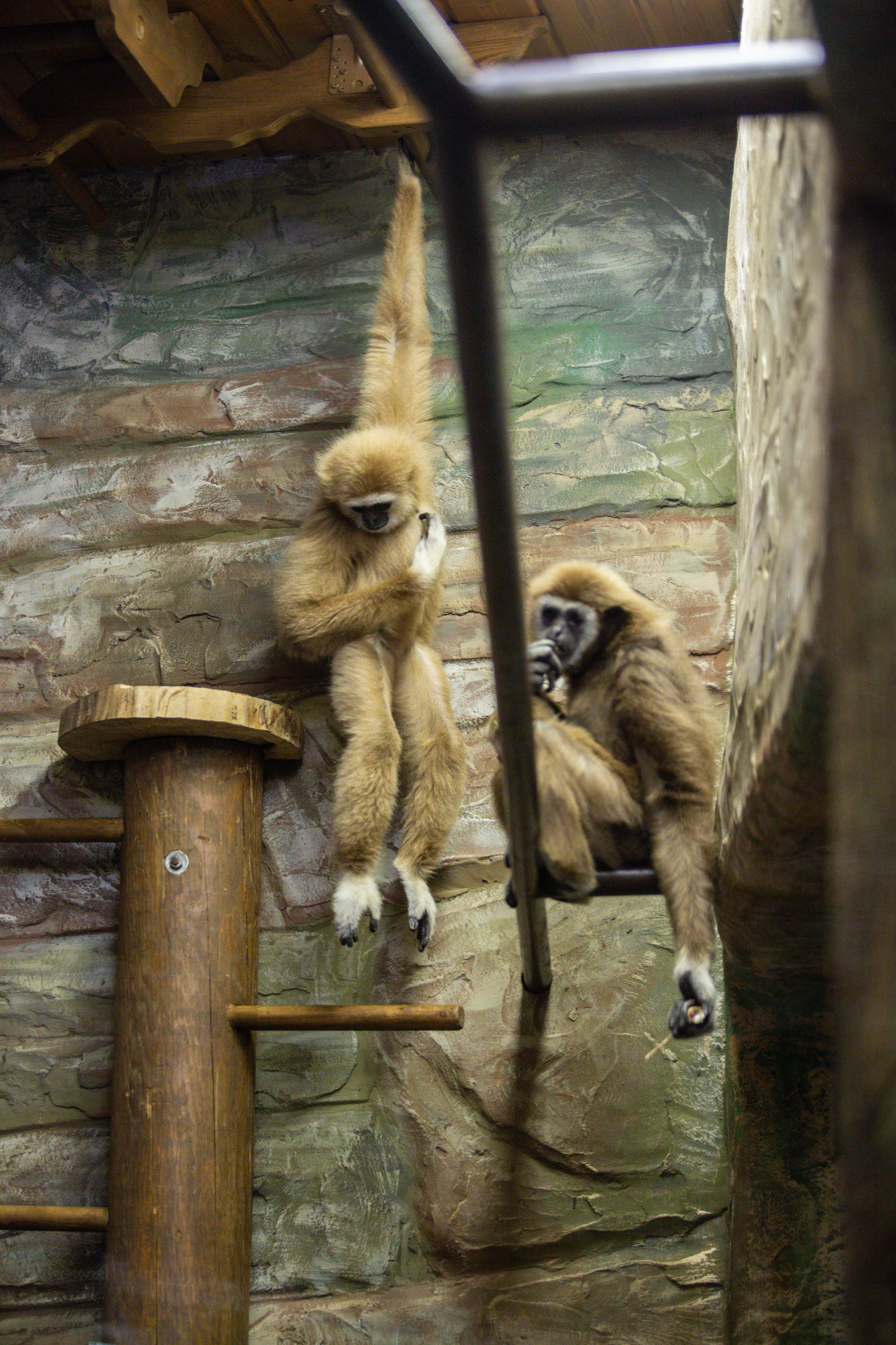 Зоопарк Лимпопо. Photographer Sonkina Tatiana (Tanya Ash)