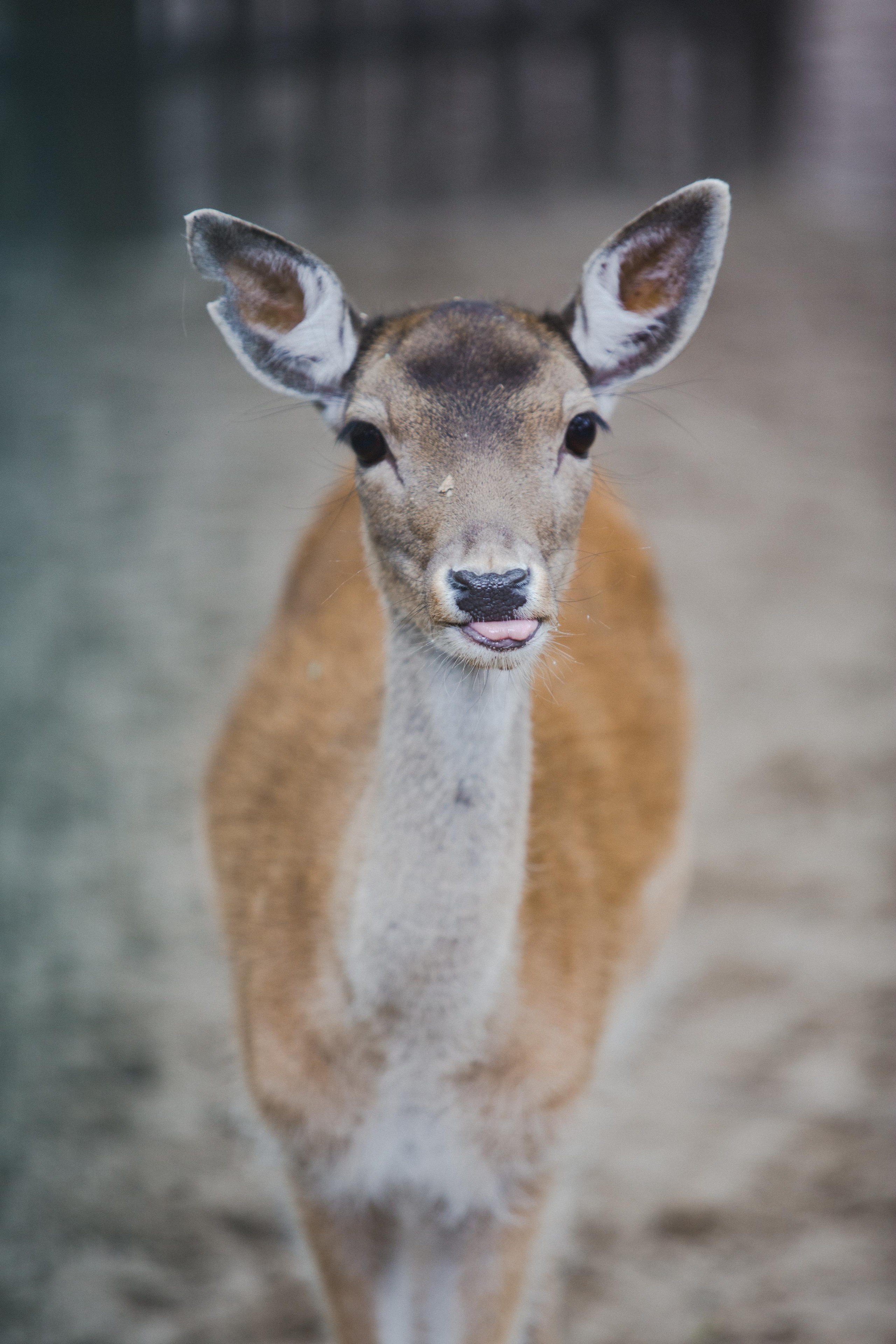 Зоопарк Лимпопо. Photographer Sonkina Tatiana (Tanya Ash)