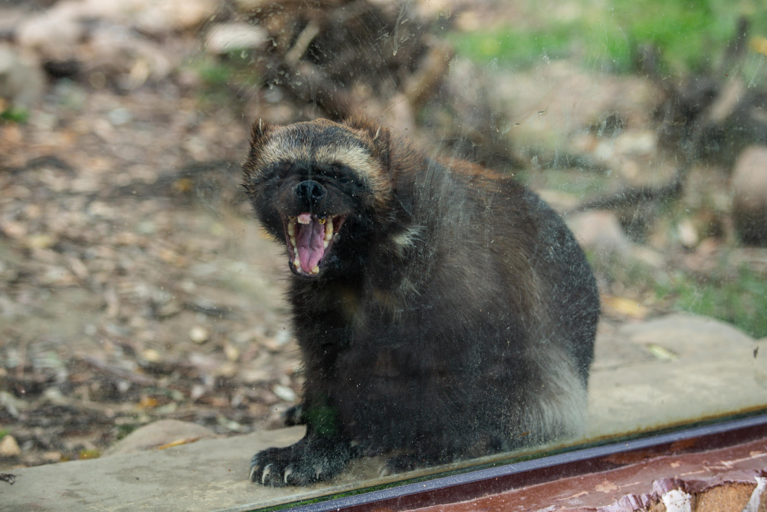 Зоопарк Лимпопо. Photographer Sonkina Tatiana (Tanya Ash)