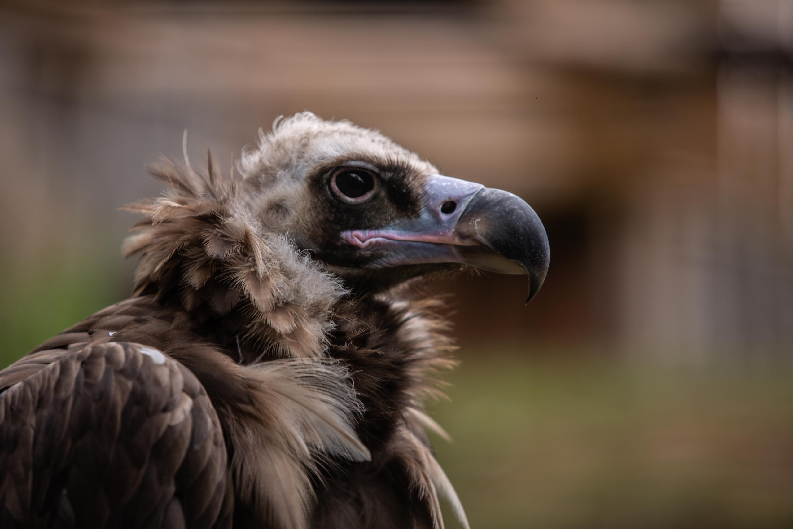 Зоопарк Лимпопо. Photographer Sonkina Tatiana (Tanya Ash)