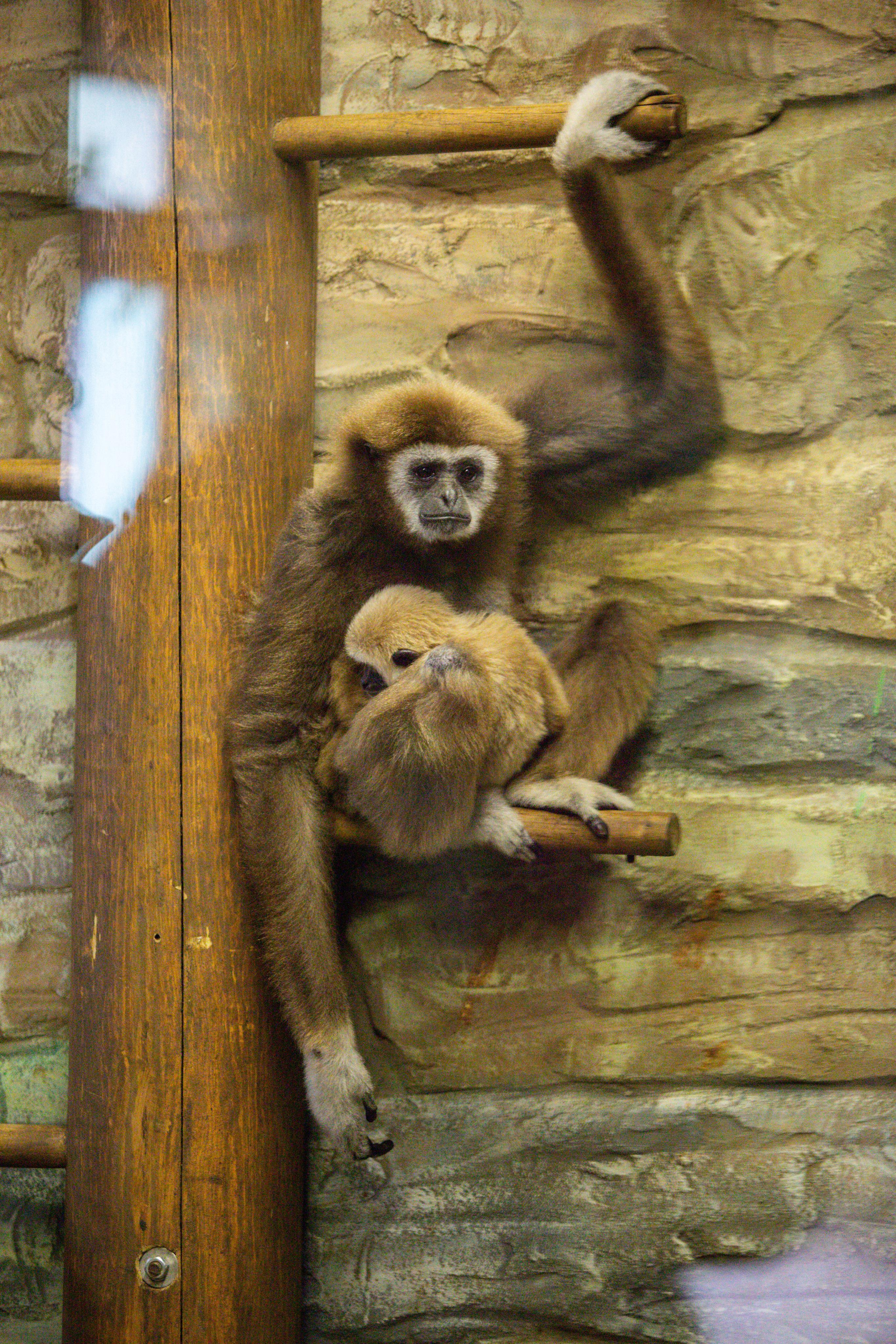 Зоопарк Лимпопо. Photographer Sonkina Tatiana (Tanya Ash)