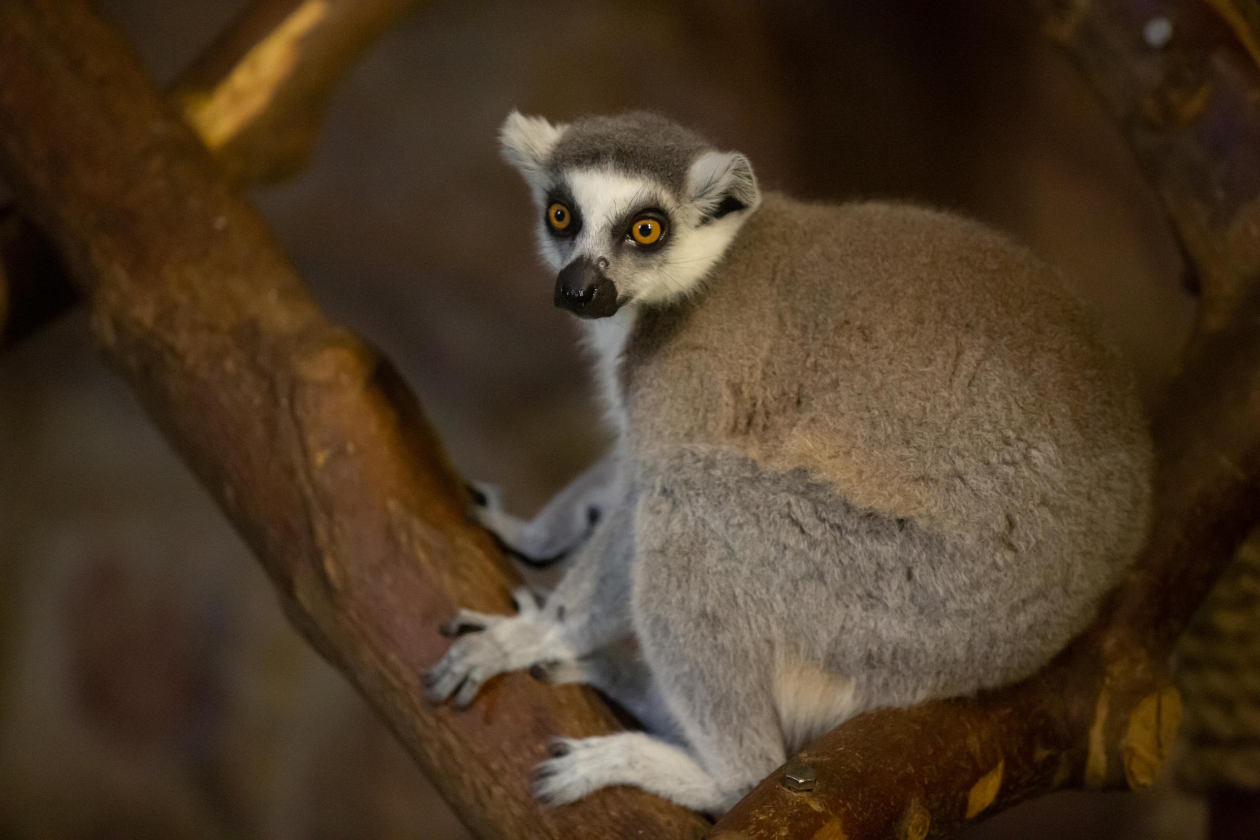 Зоопарк Лимпопо. Photographer Sonkina Tatiana (Tanya Ash)