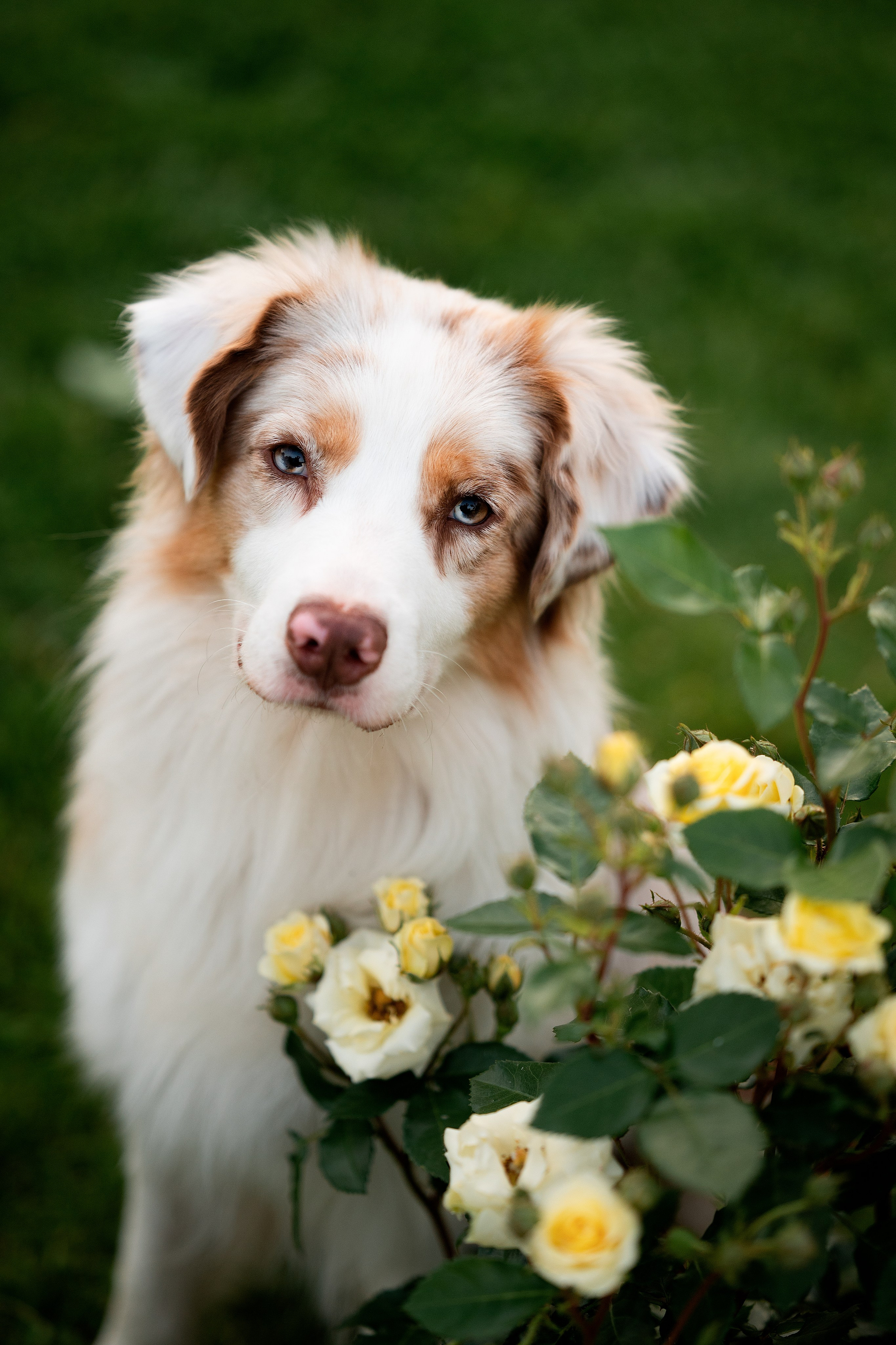 Заводчик Елизавета Степанова. Творческий фотограф Вологда