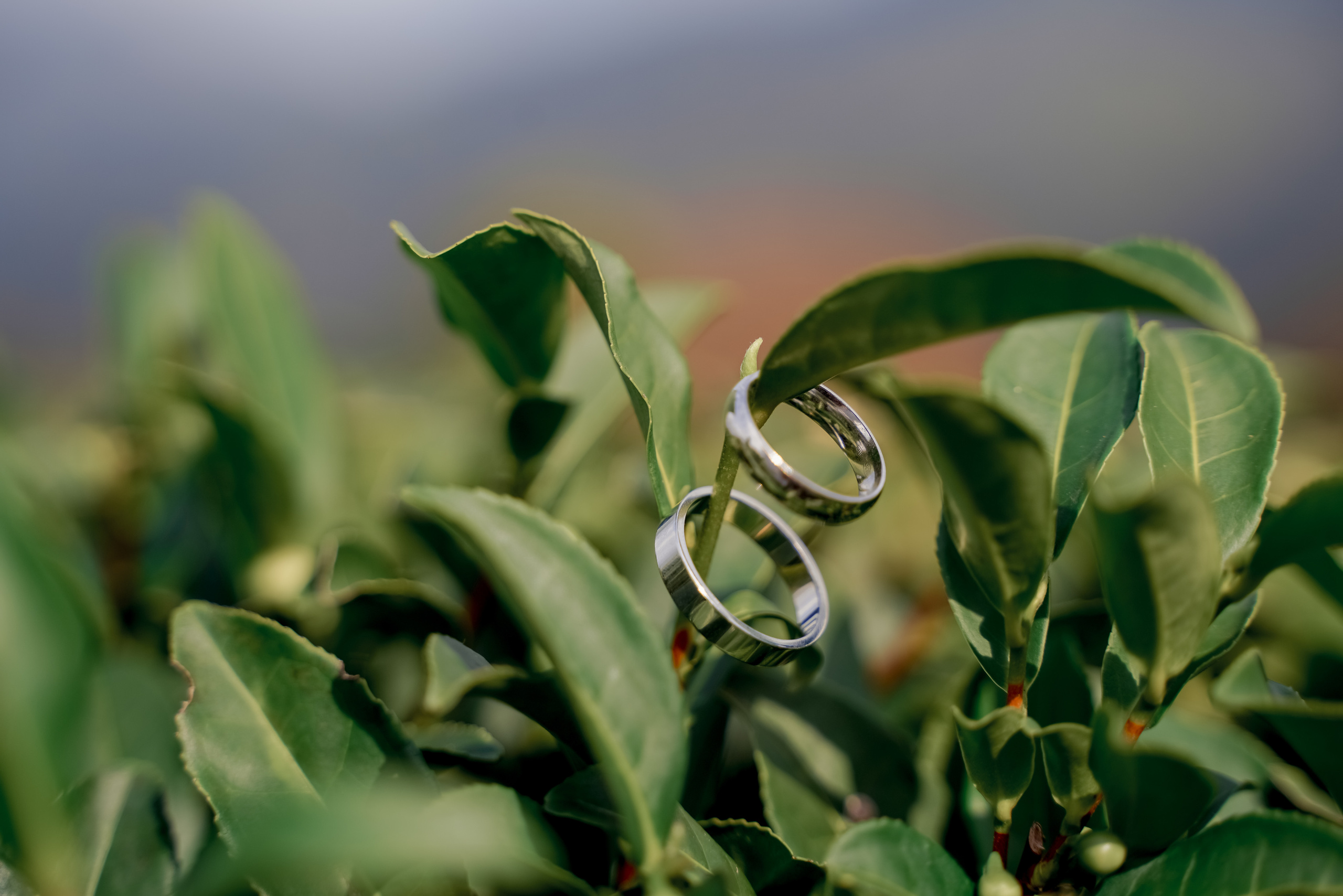 Александр и Мария. Свадебный фотограф город Сочи Красная Поляна Адлер