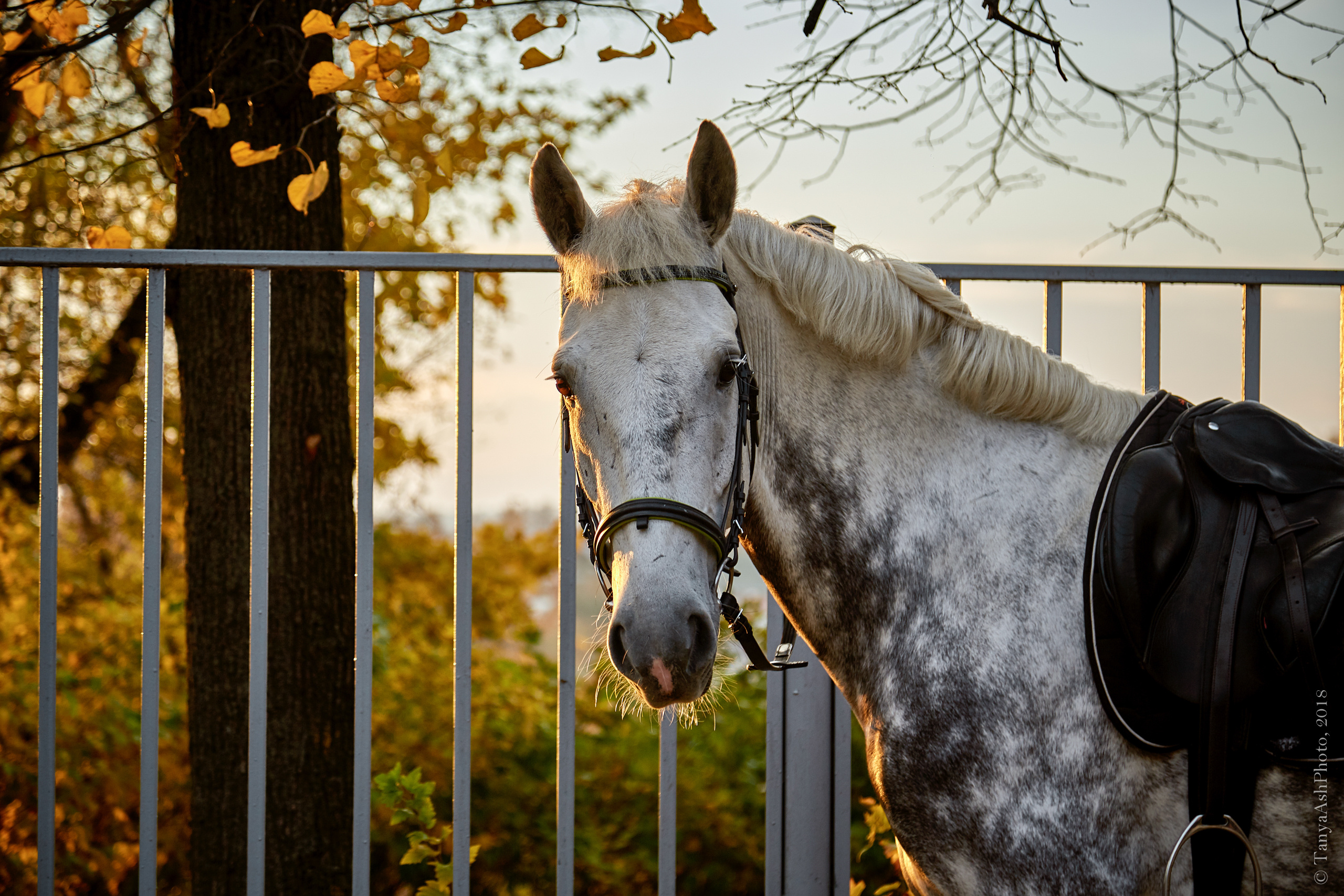 Ой вы кони мои, кони. Фотограф Сонкина Татьяна