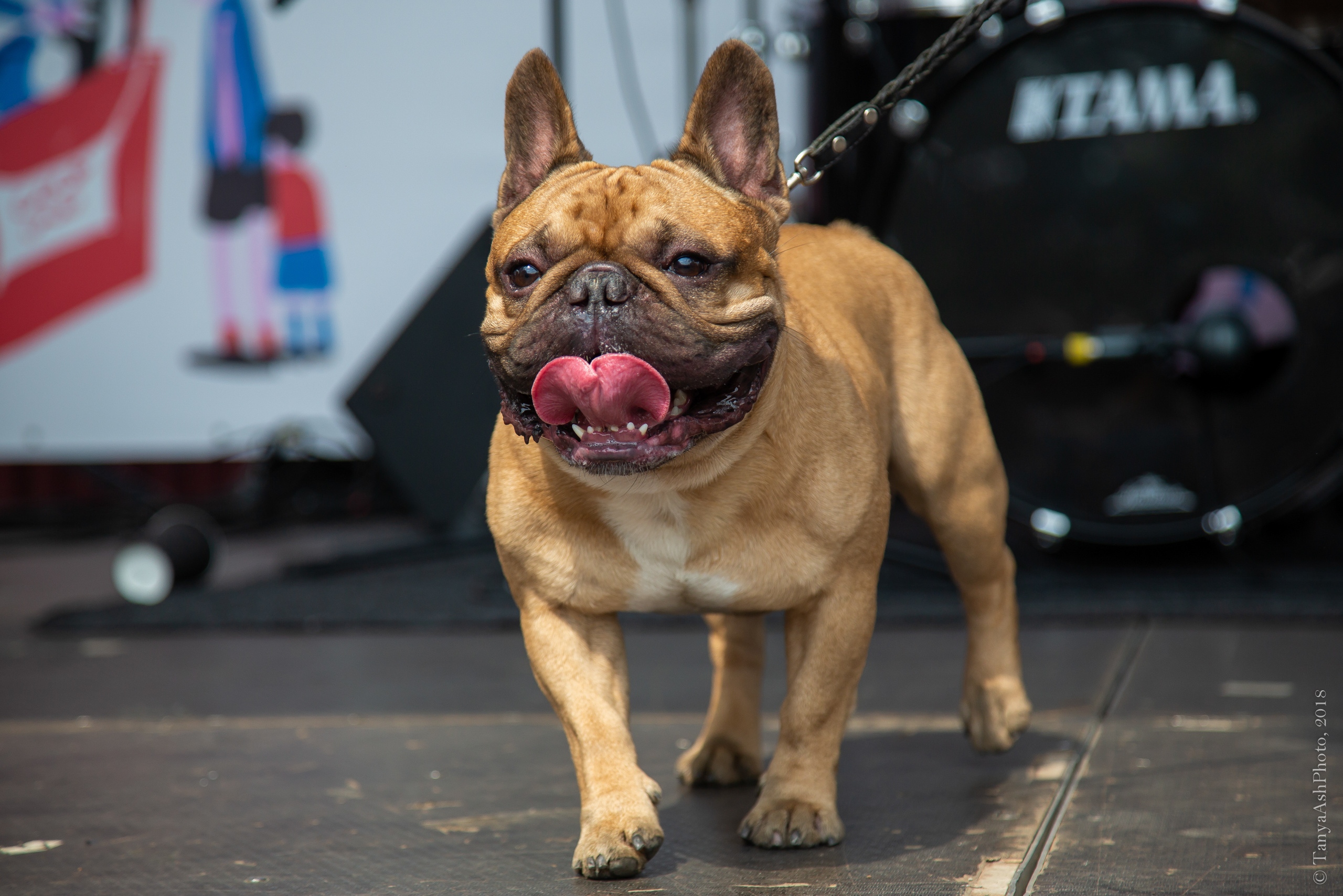 Фестиваль День Франции 2018. Photographer Sonkina Tatiana (Tanya Ash)