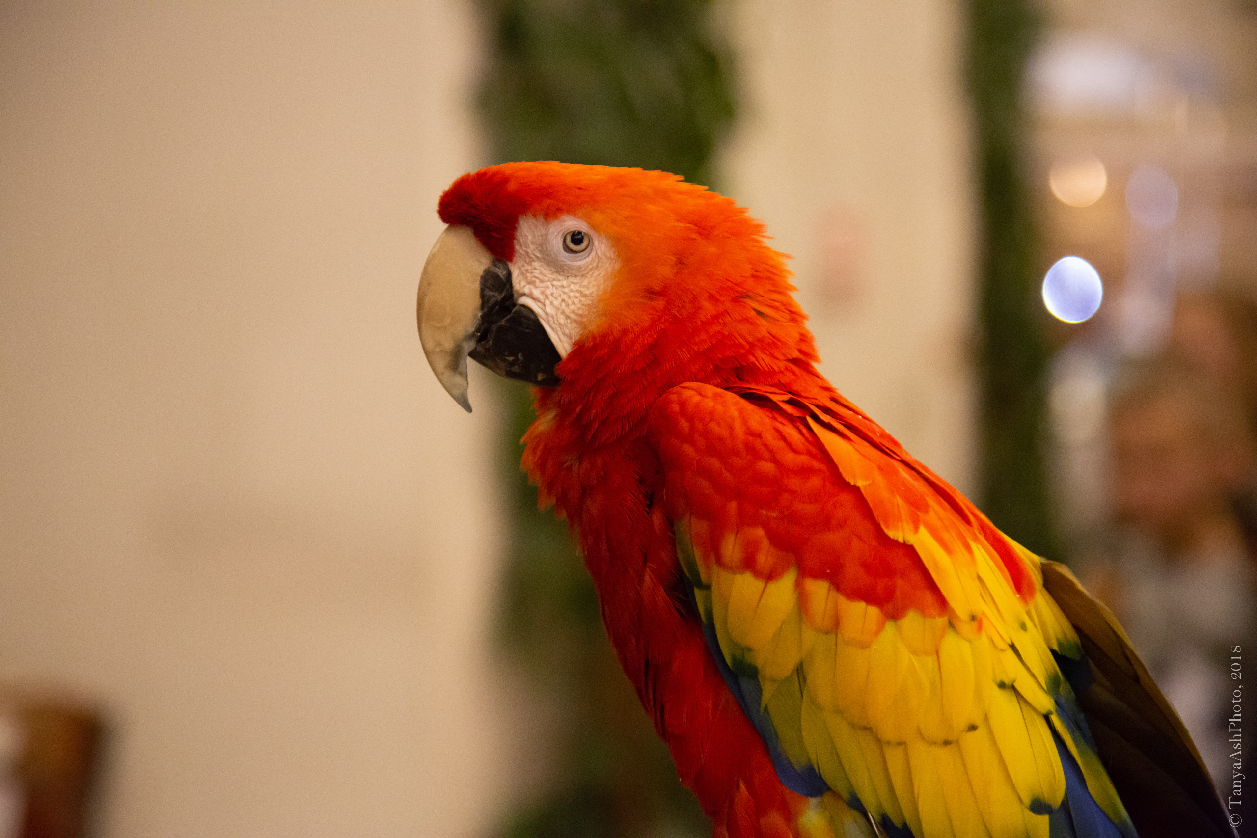 Магическое шоу "Иллюзии обмана". Фотограф Сонкина Татьяна