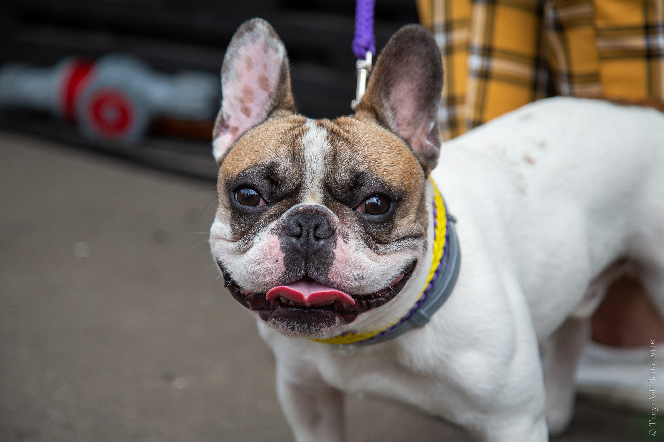 Фестиваль День Франции 2018. Photographer Sonkina Tatiana (Tanya Ash)