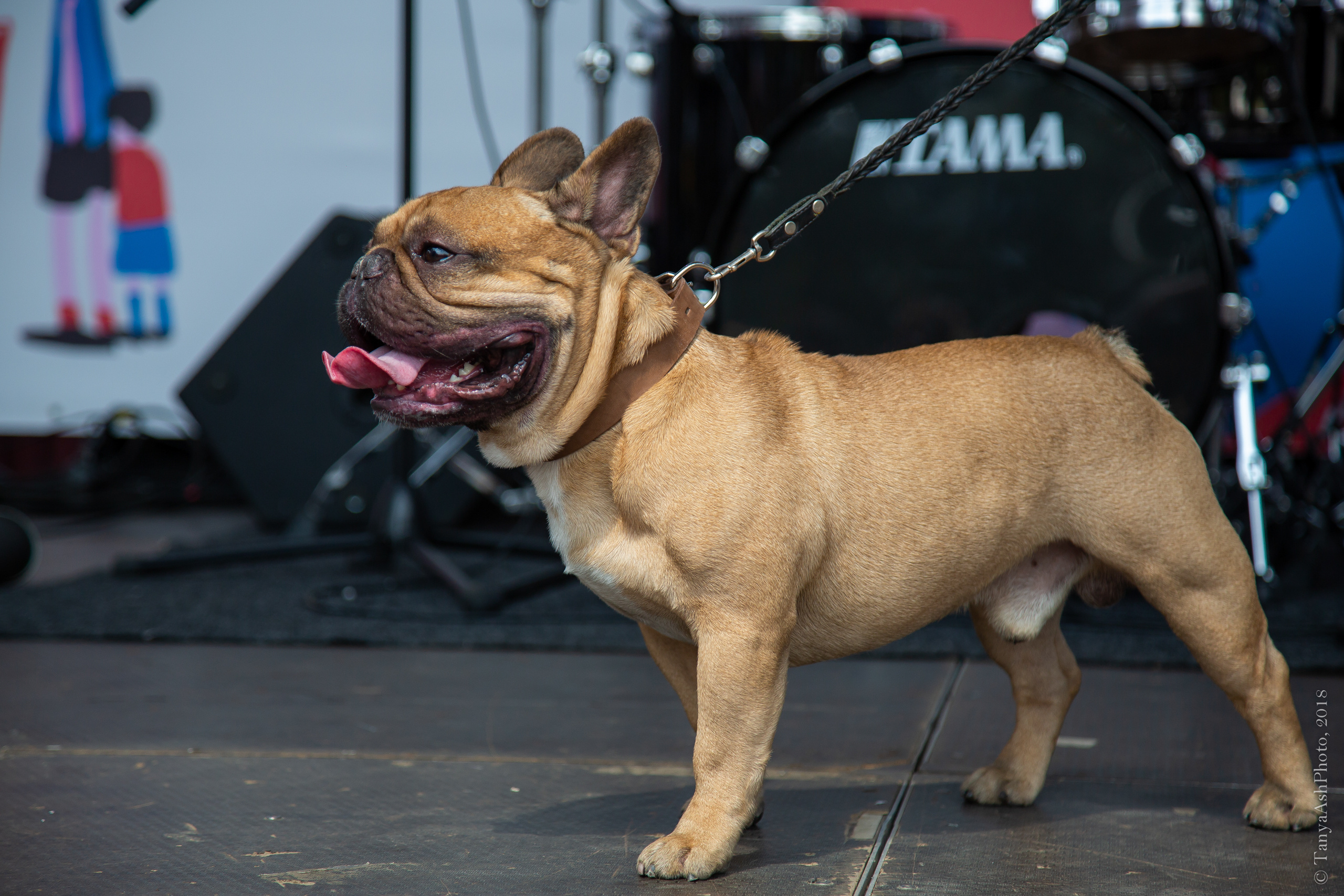 Фестиваль День Франции 2018. Photographer Sonkina Tatiana (Tanya Ash)