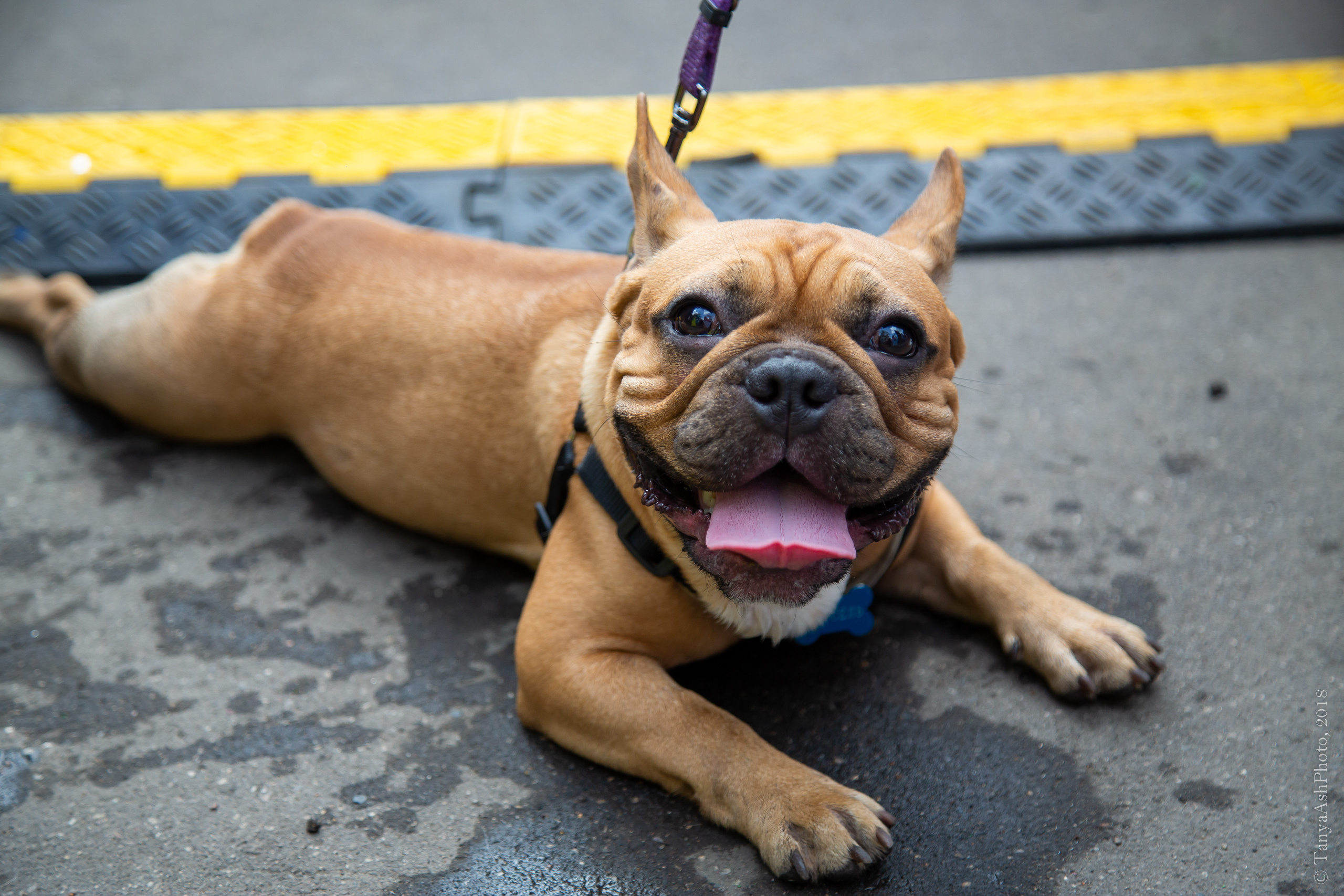 Фестиваль День Франции 2018. Photographer Sonkina Tatiana (Tanya Ash)