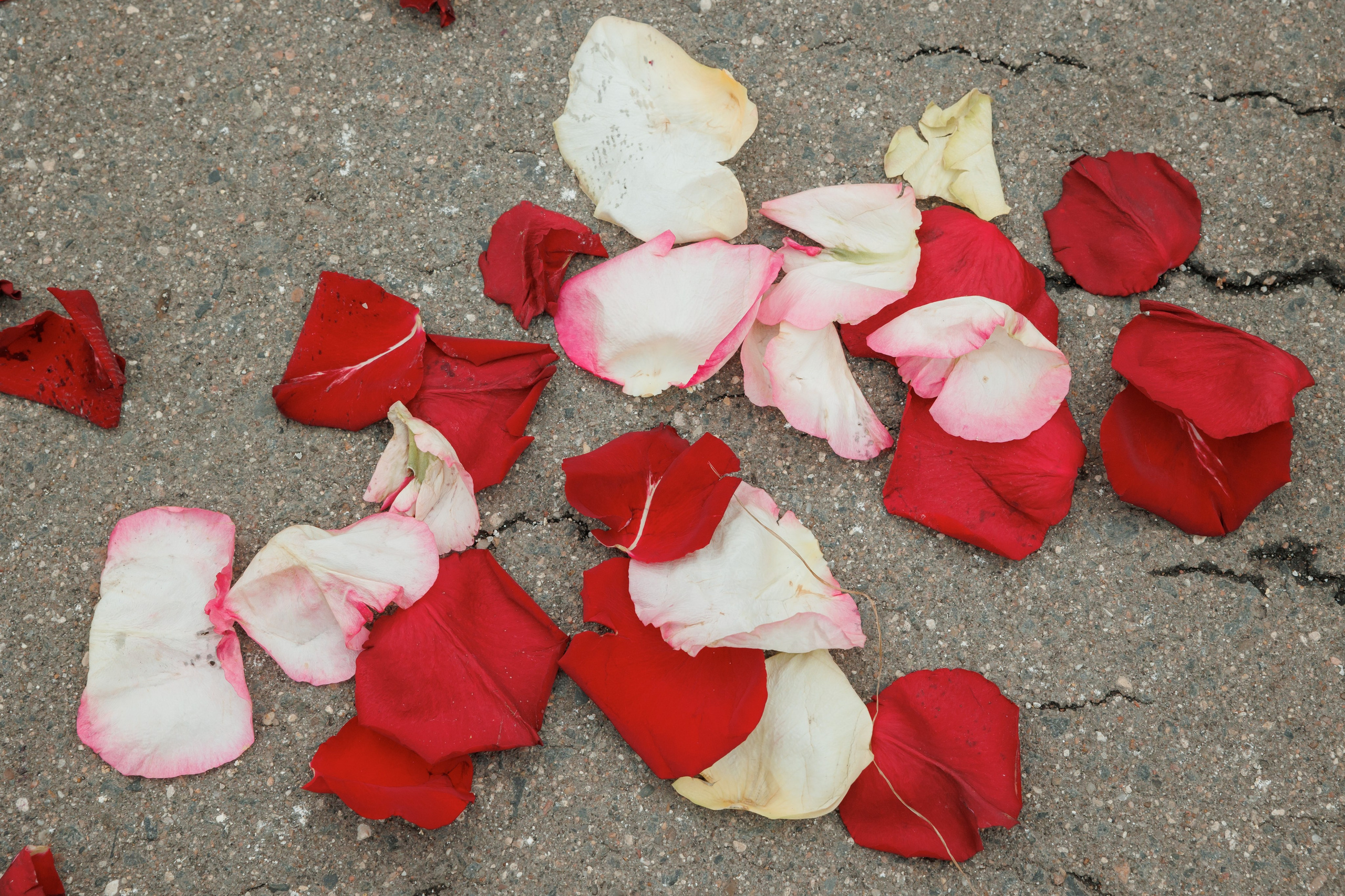 Константин и Дарья, ЗАГС ВДНХ, отель Soluxe, ресторан «Антик». Свадебный и репортажный фотограф (Москва, Королев и другие)