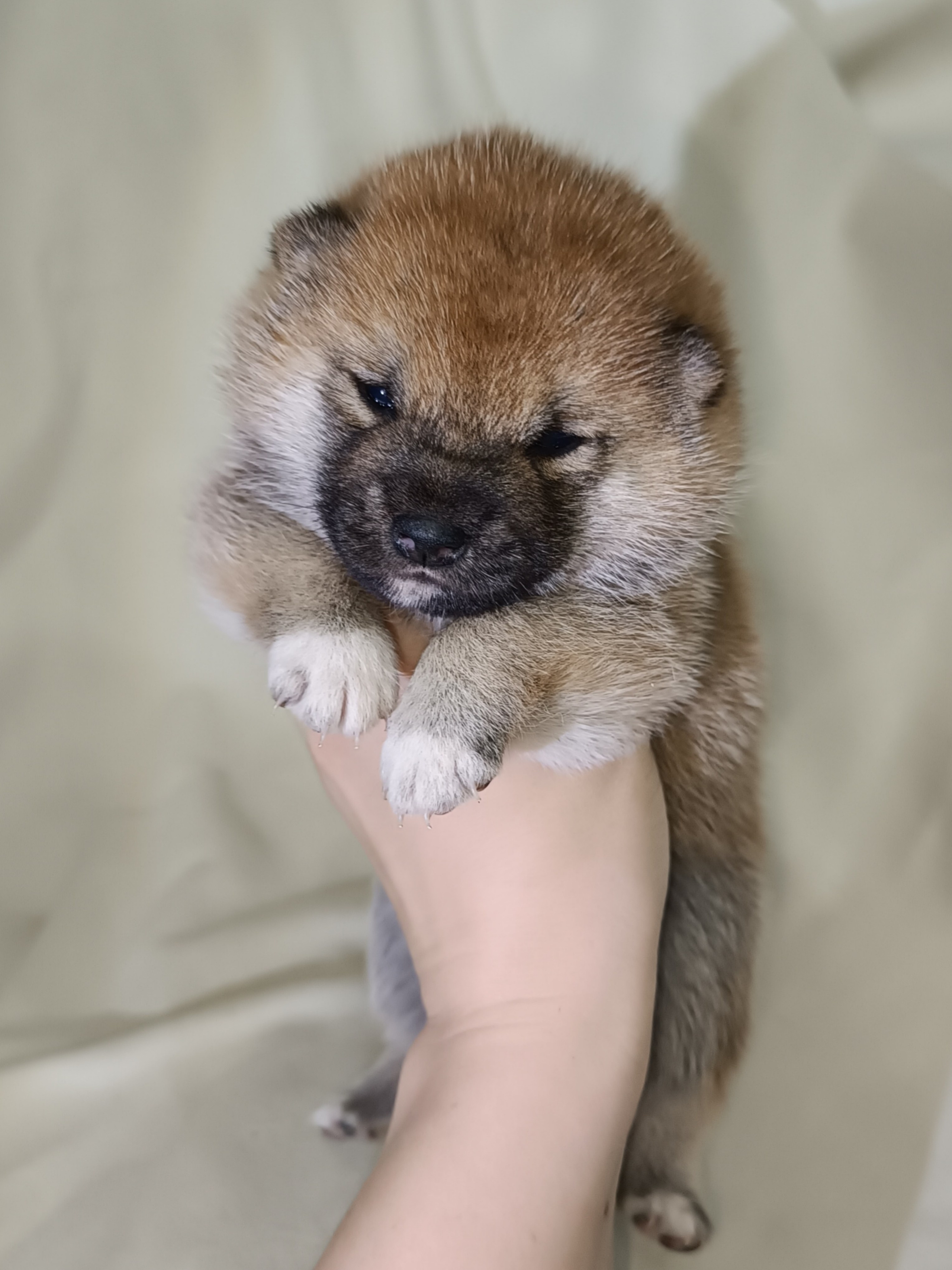 сиба питомник Рубилайт щенки на продажу rubylight  сиба щенки купить СПб Санкт-Петербург 